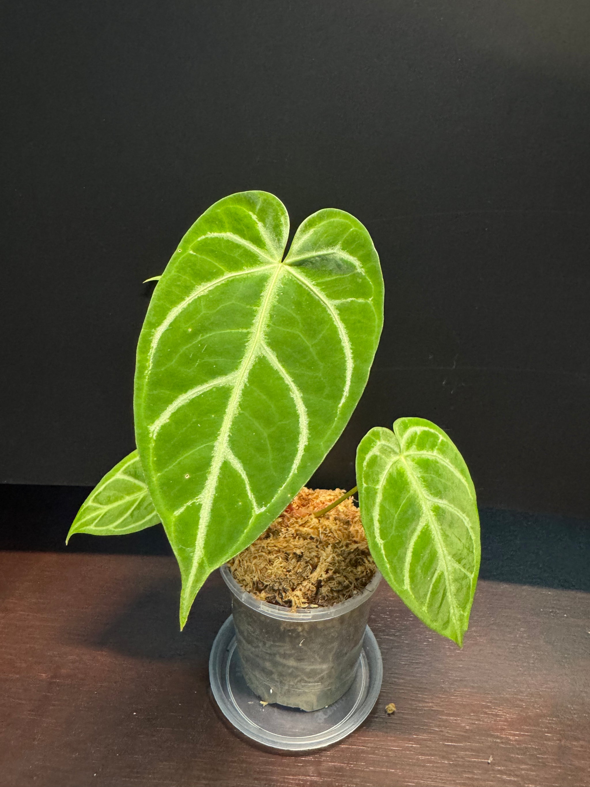 Anthurium Crystallinum x Regale