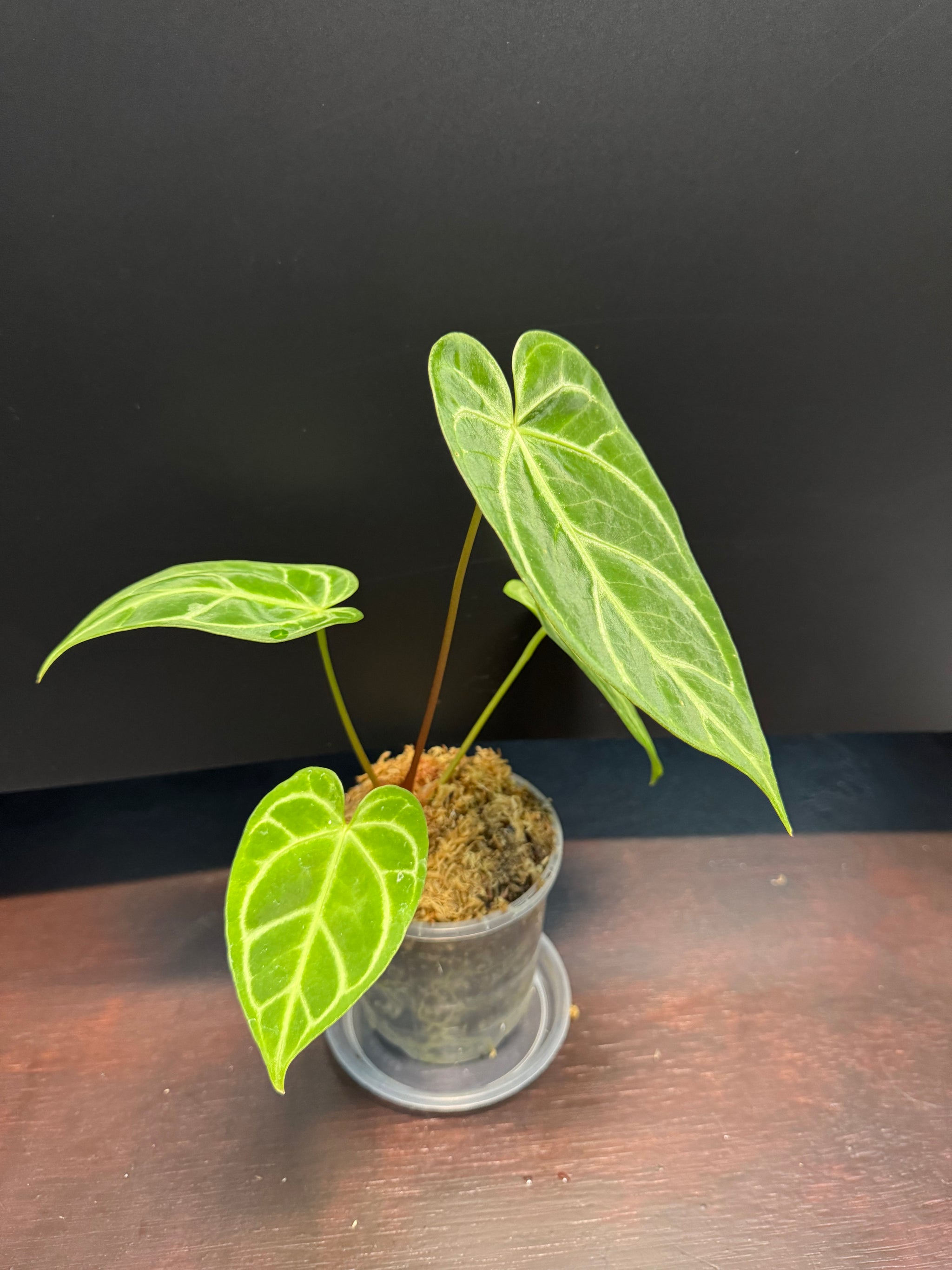 Anthurium Crystallinum x Regale