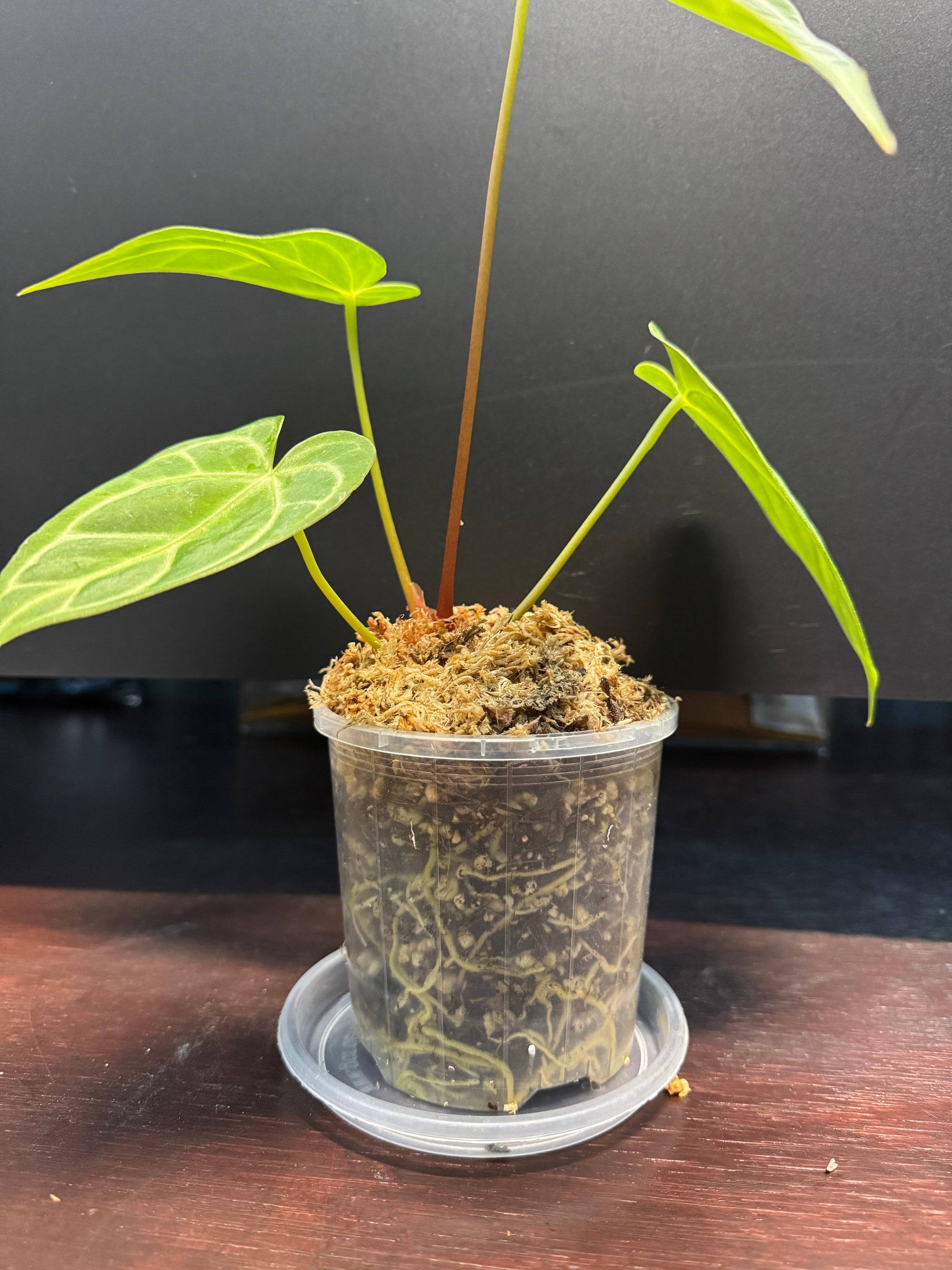 Anthurium Crystallinum x Regale