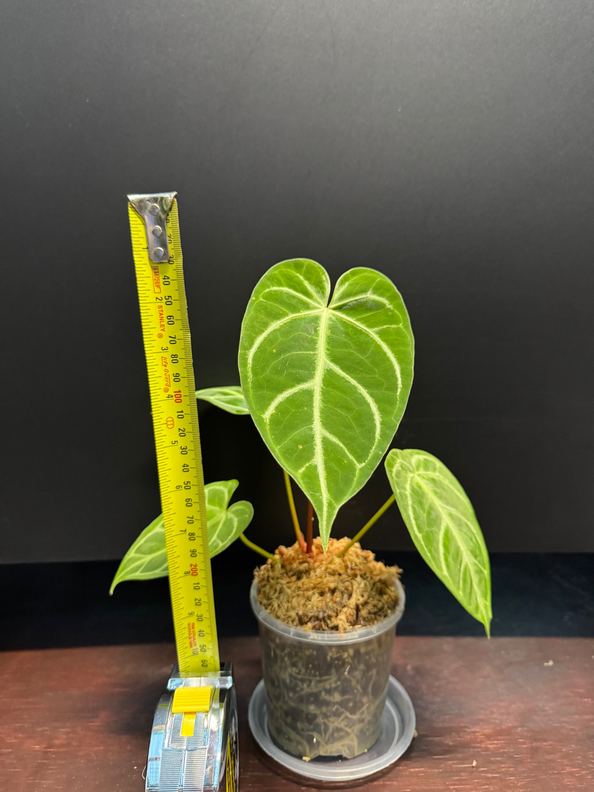 Anthurium Crystallinum x Regale