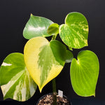 Peperomia 'Heart' variegated