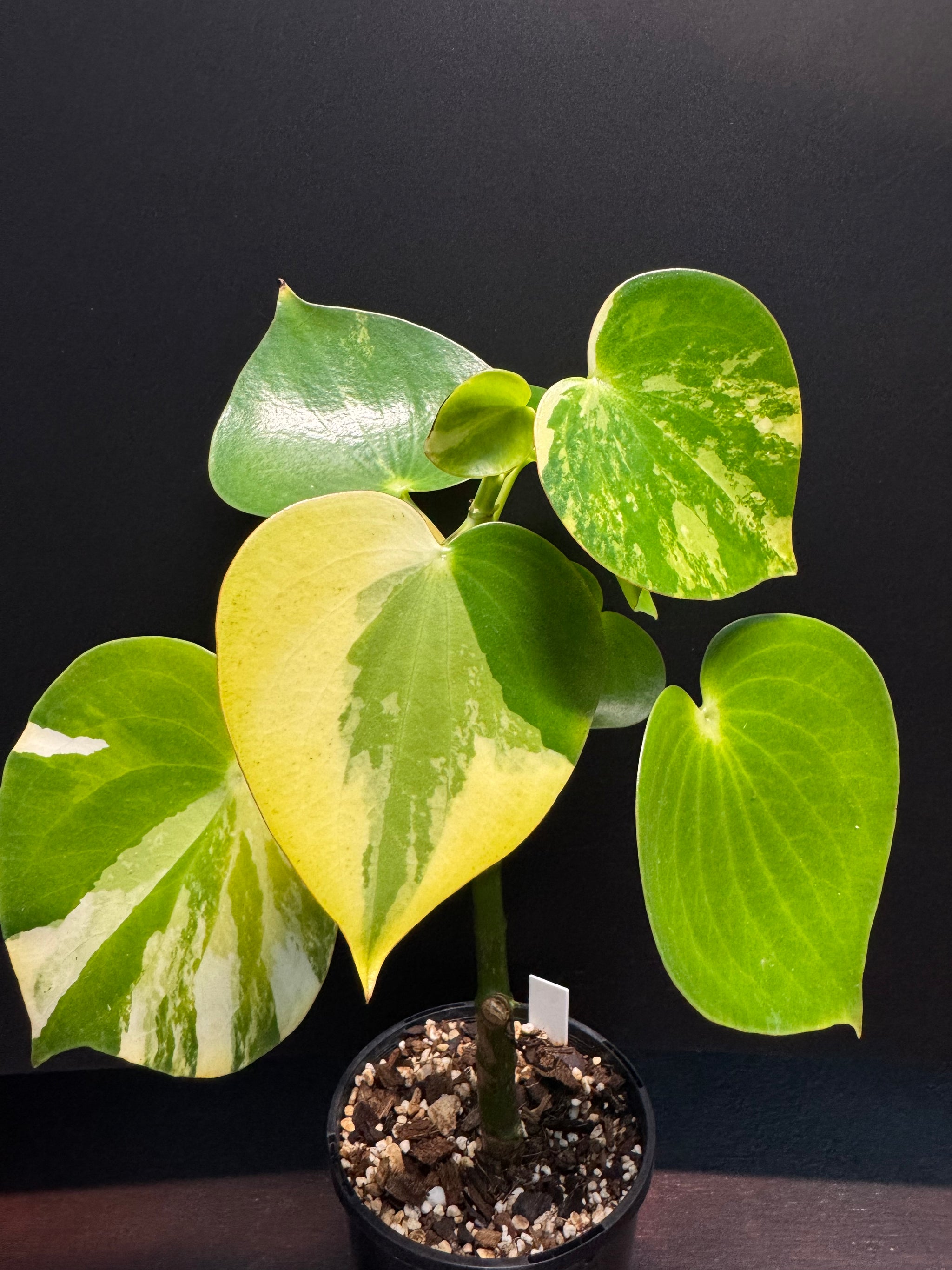 Peperomia 'Heart' variegated