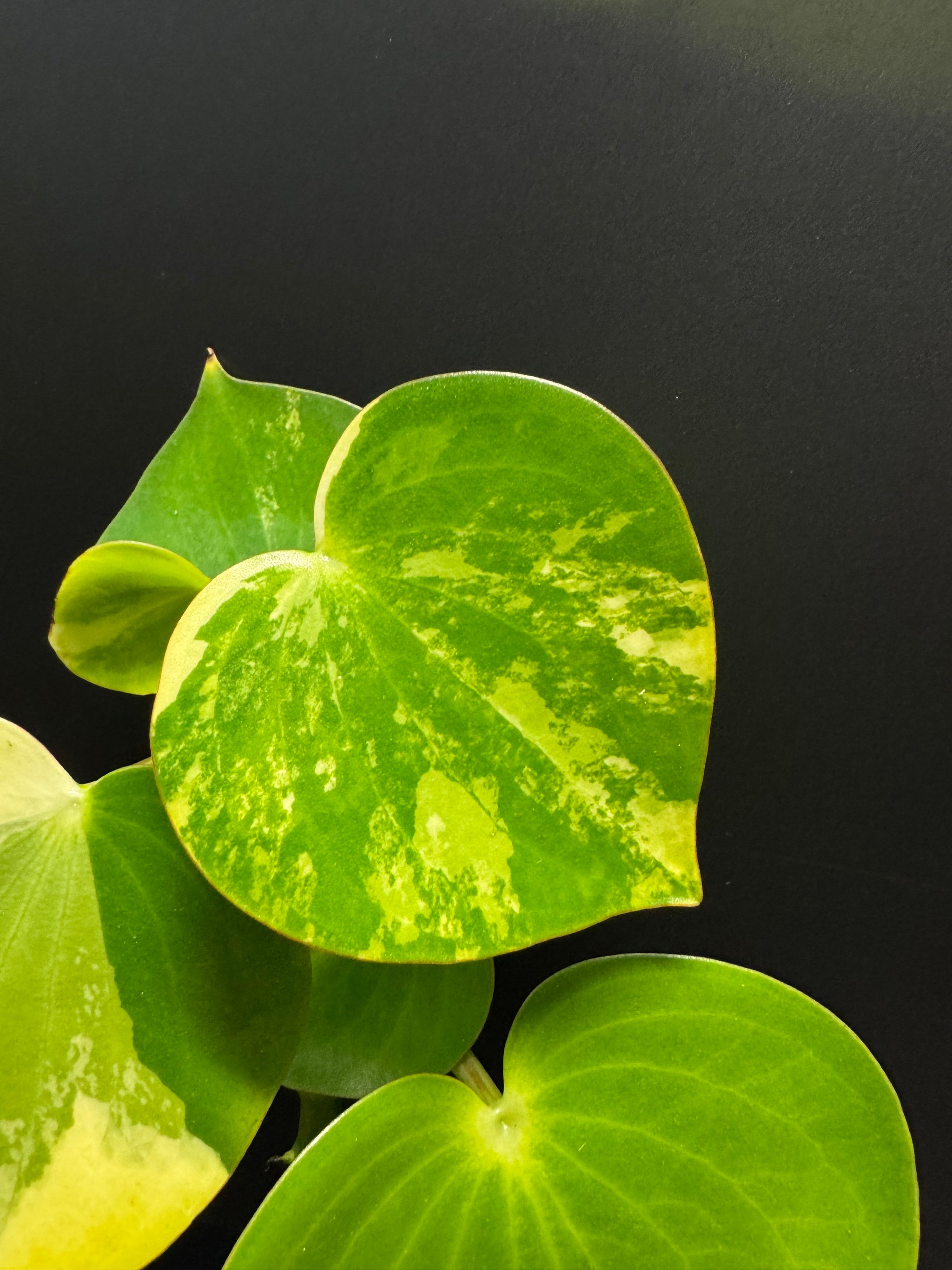 Peperomia 'Heart' variegated