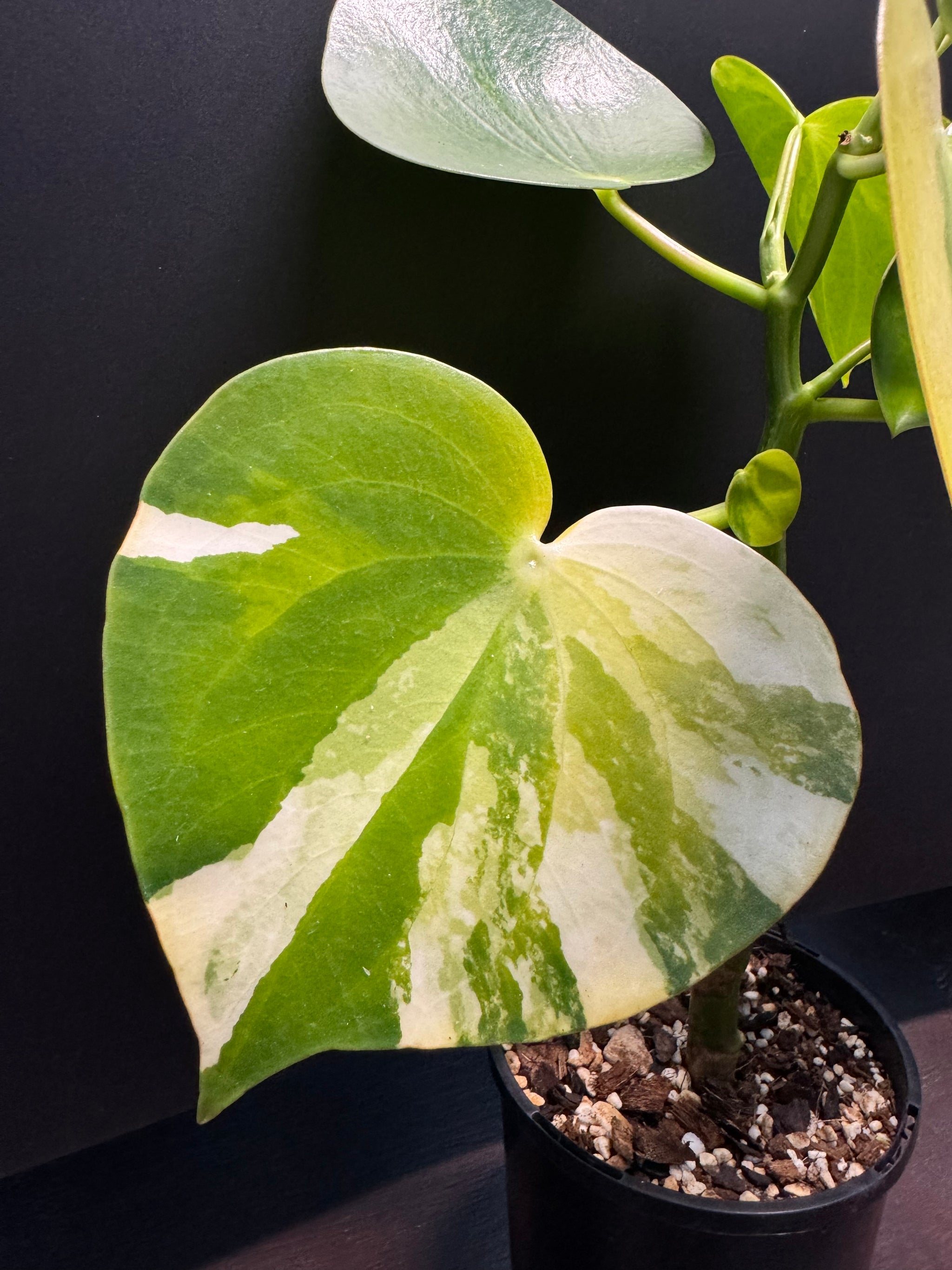 Peperomia 'Heart' variegated