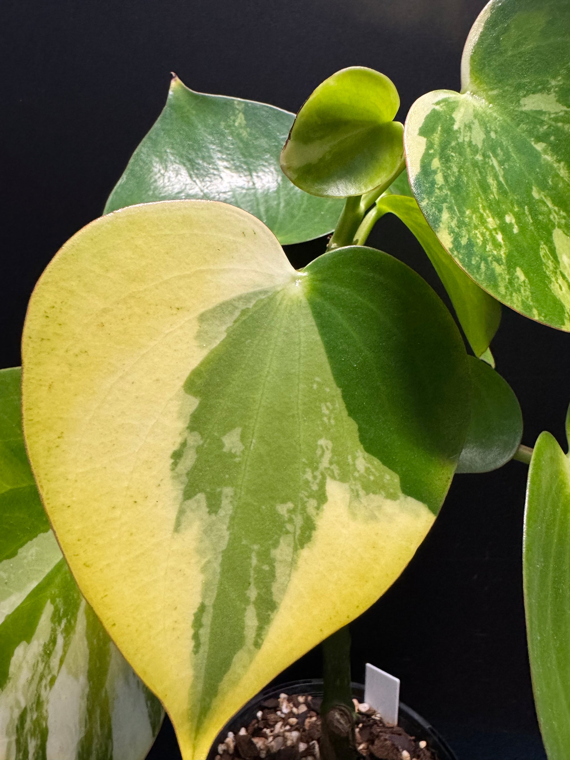Peperomia 'Heart' variegated