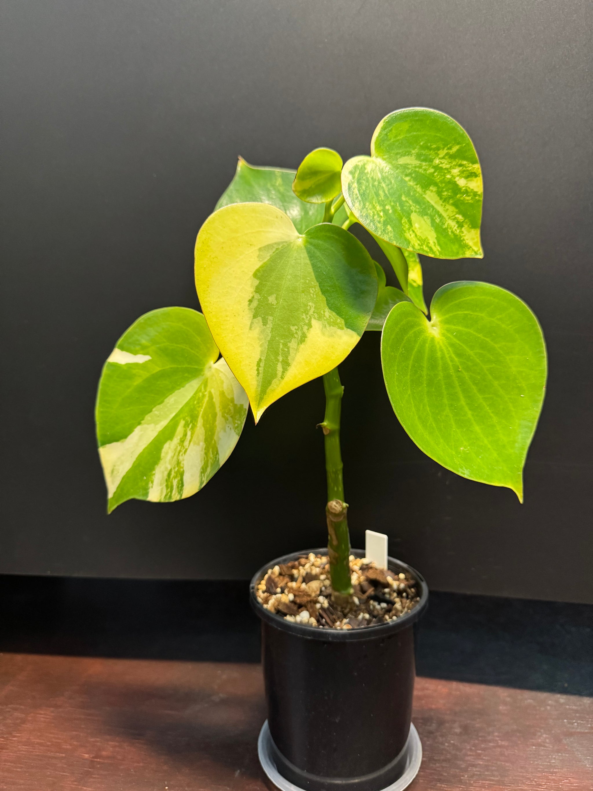 Peperomia 'Heart' variegated