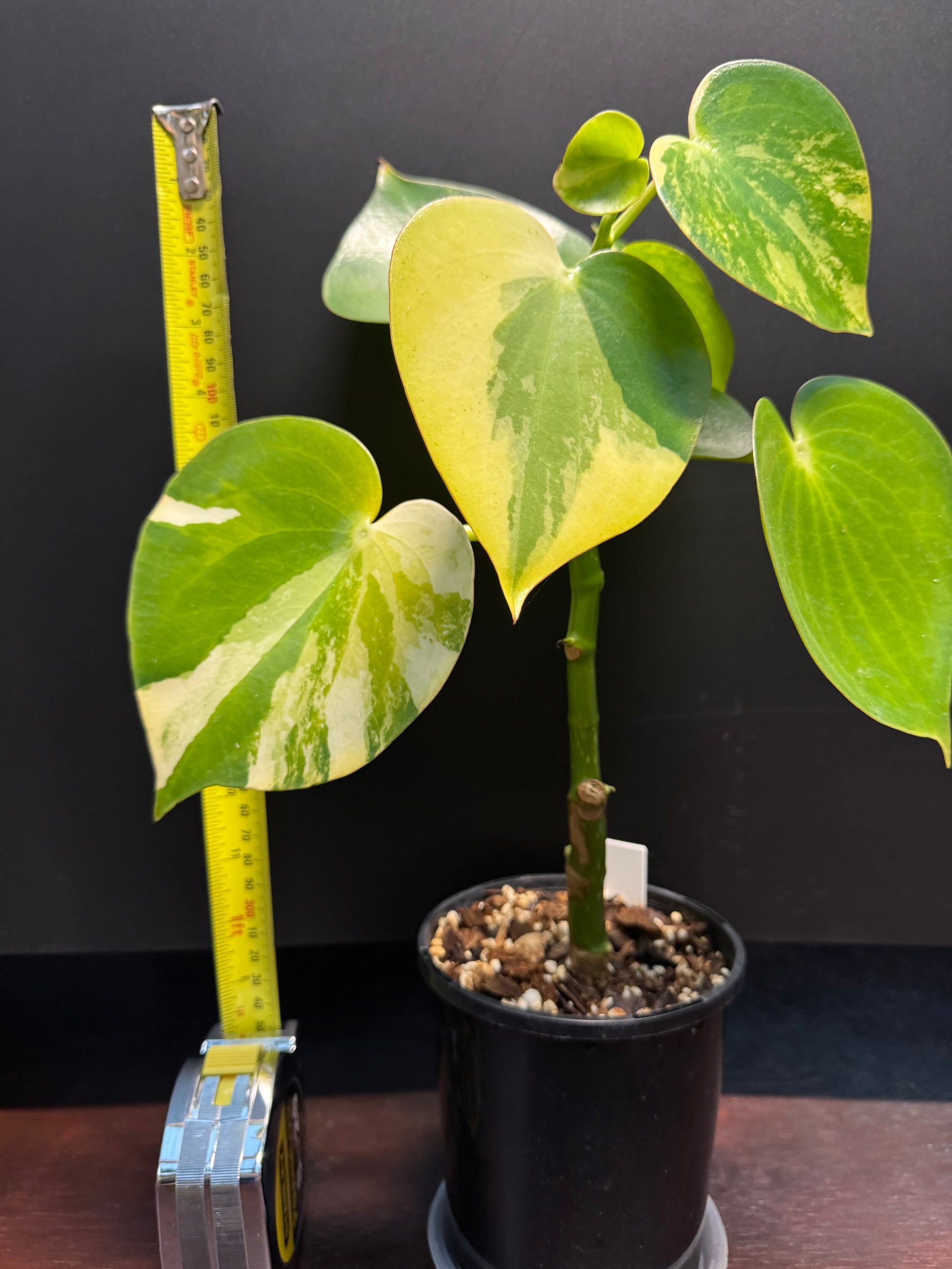 Peperomia 'Heart' variegated