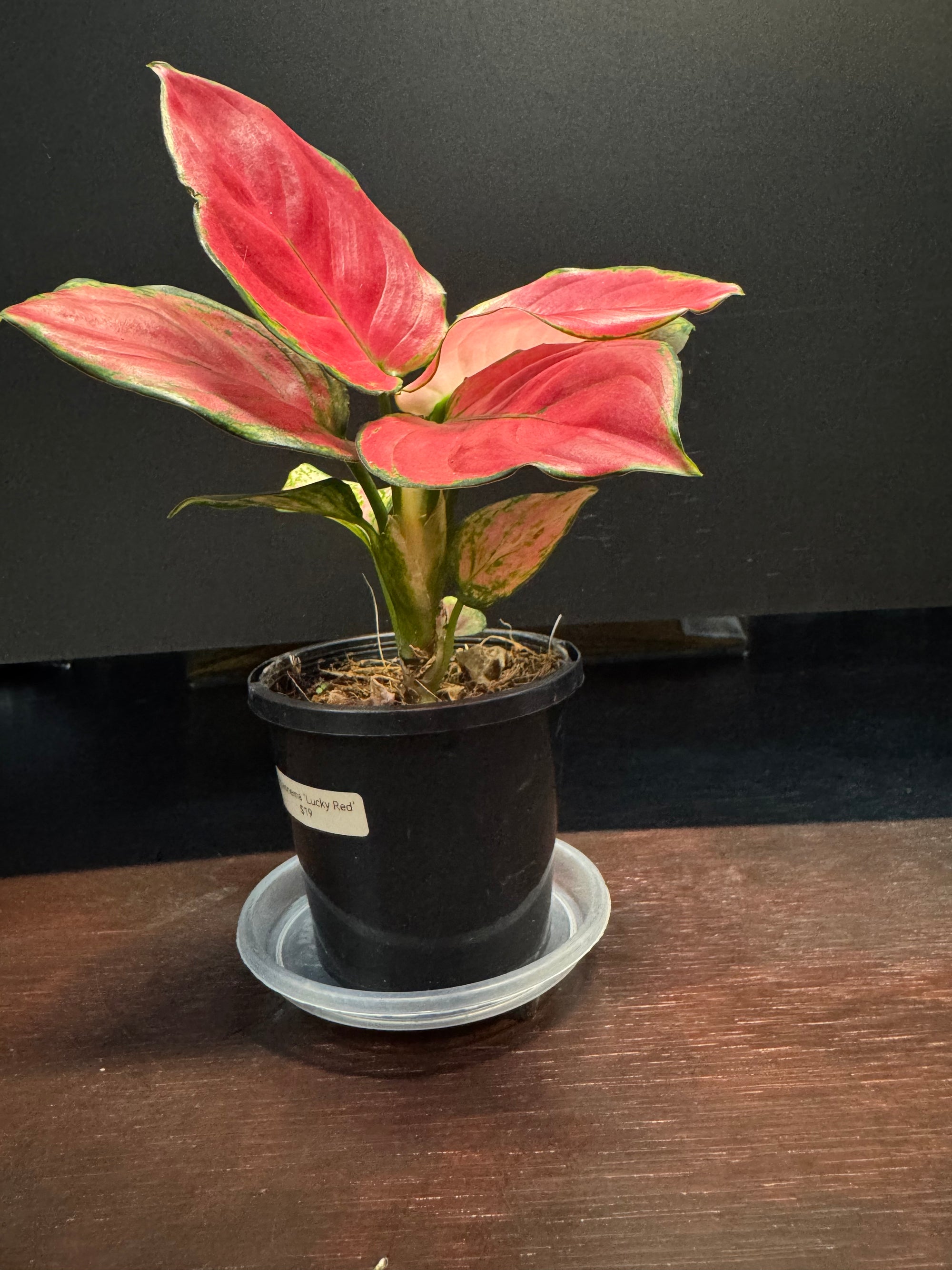 Aglaonema 'Suksom'