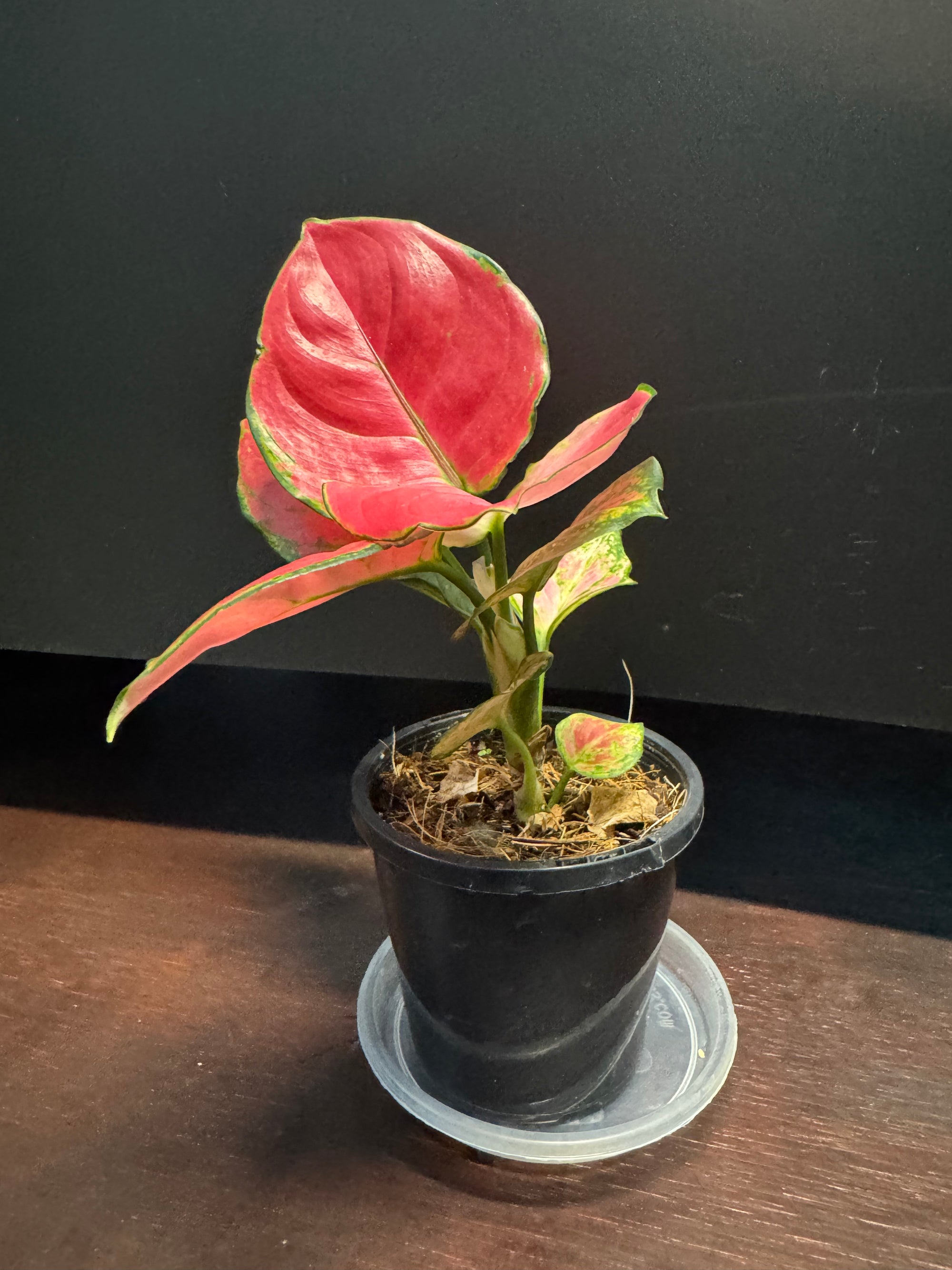 Aglaonema 'Suksom'