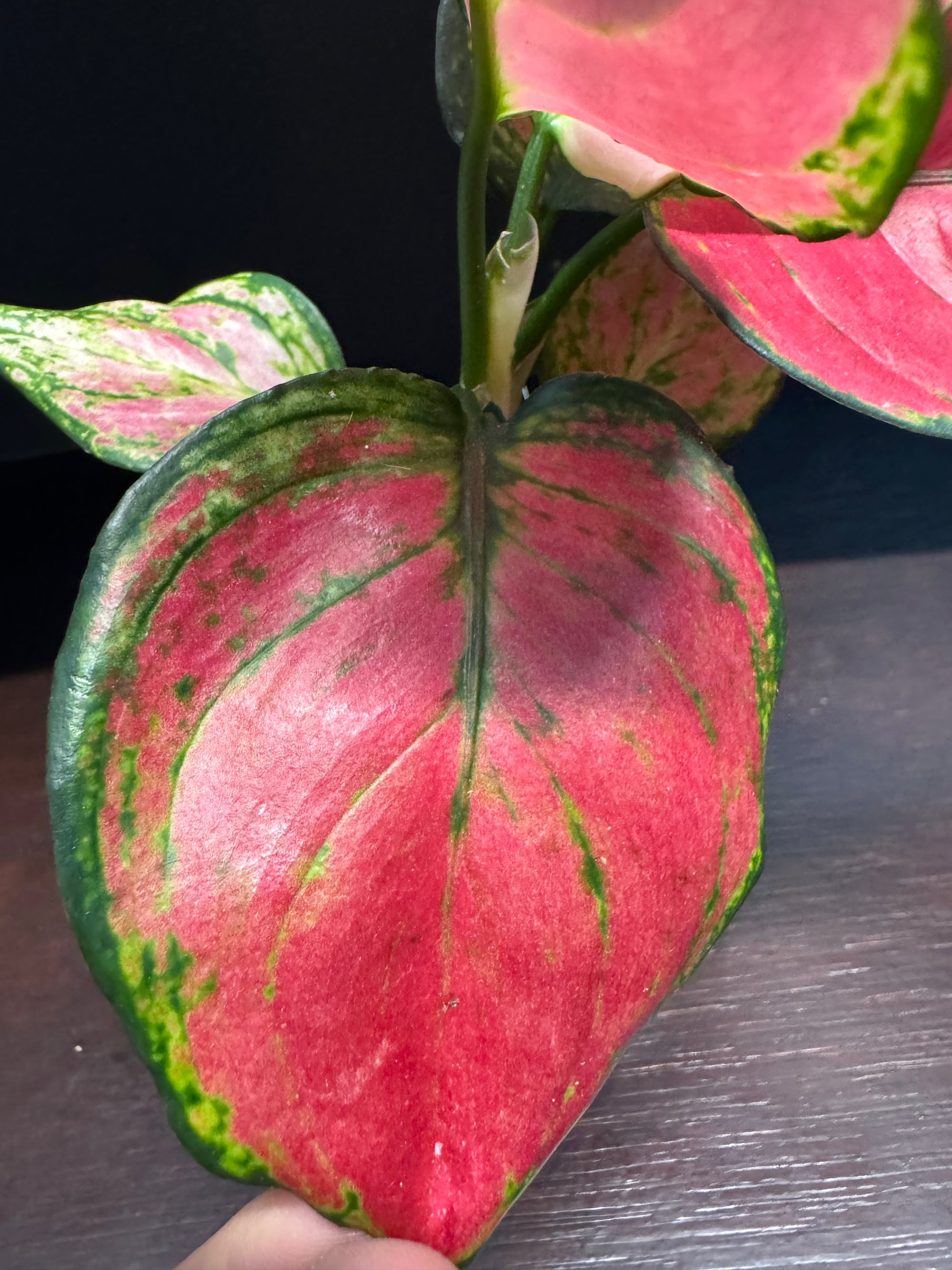 Aglaonema 'Suksom'