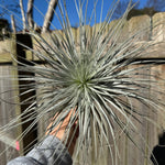 Tillandsia tectorum - Fuzzy air plant