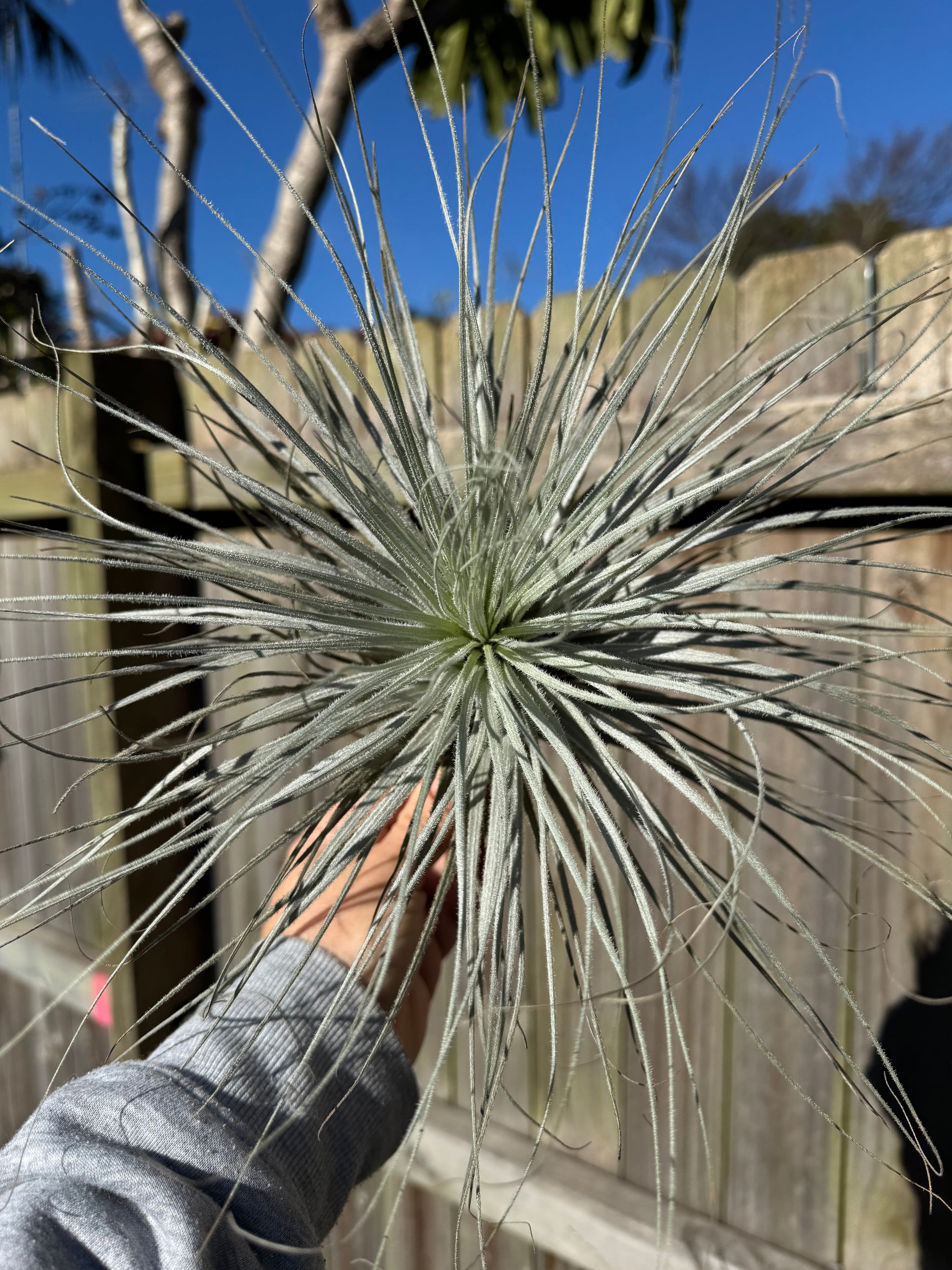 Tillandsia tectorum - Fuzzy air plant