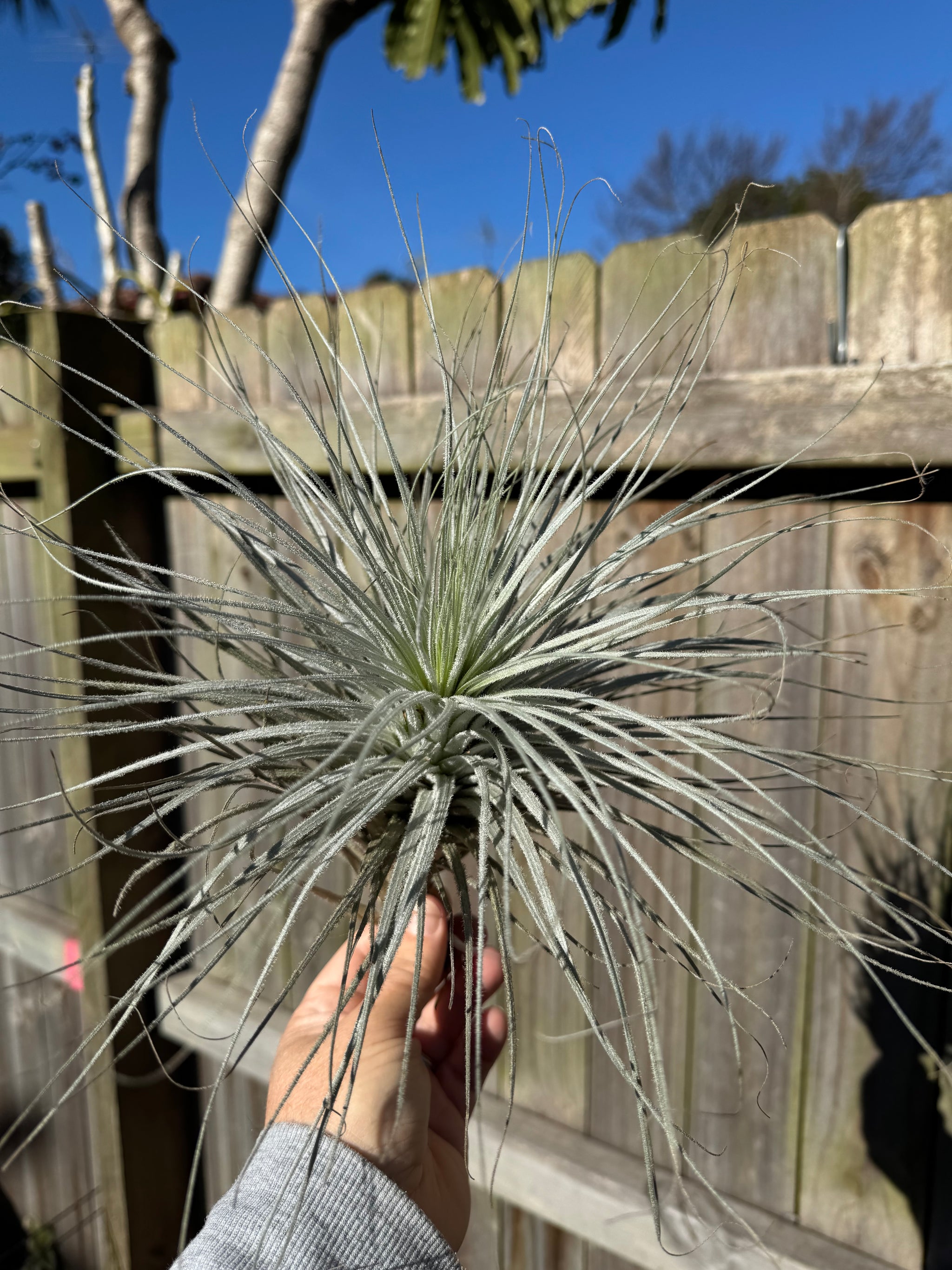Tillandsia tectorum - Fuzzy air plant