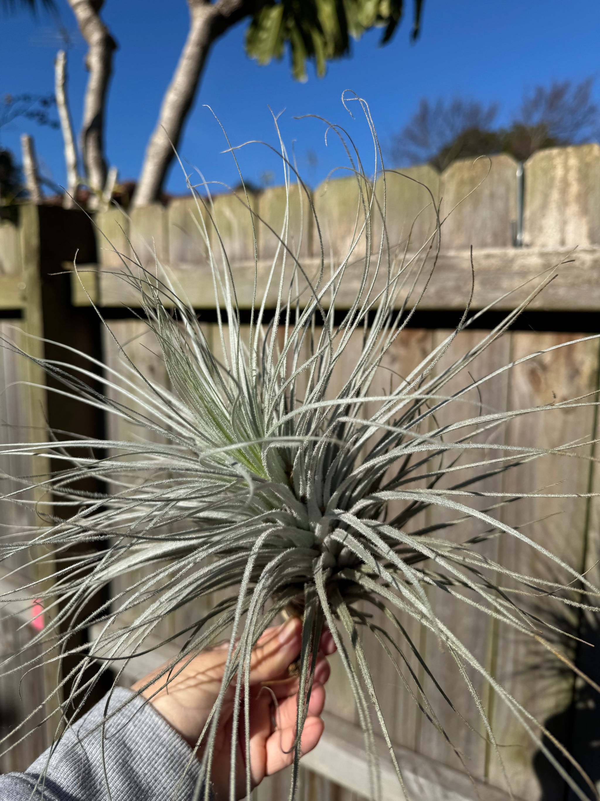 Tillandsia tectorum - Fuzzy air plant