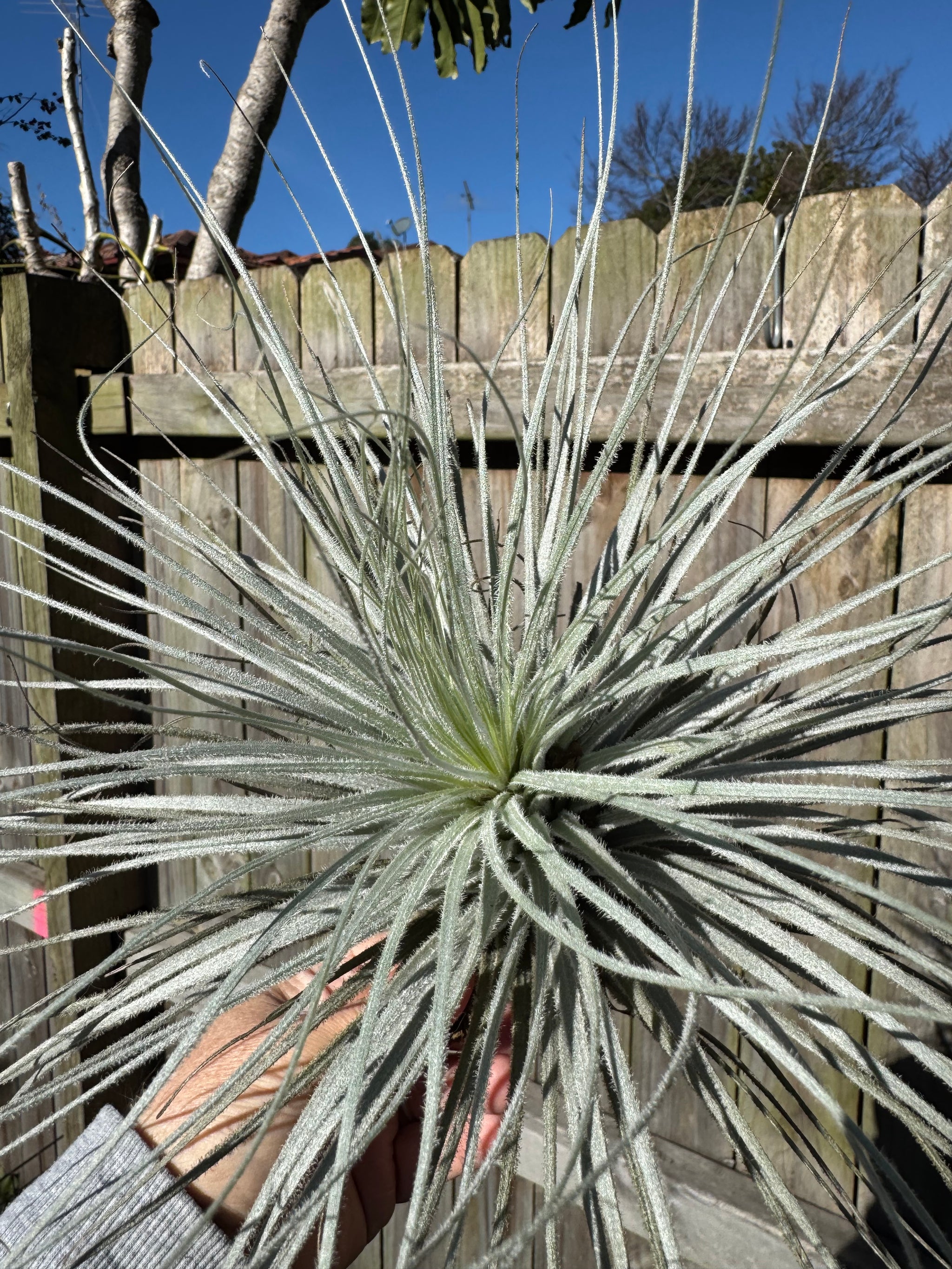 Tillandsia tectorum - Fuzzy air plant