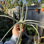 Tillandsia ehlersiana