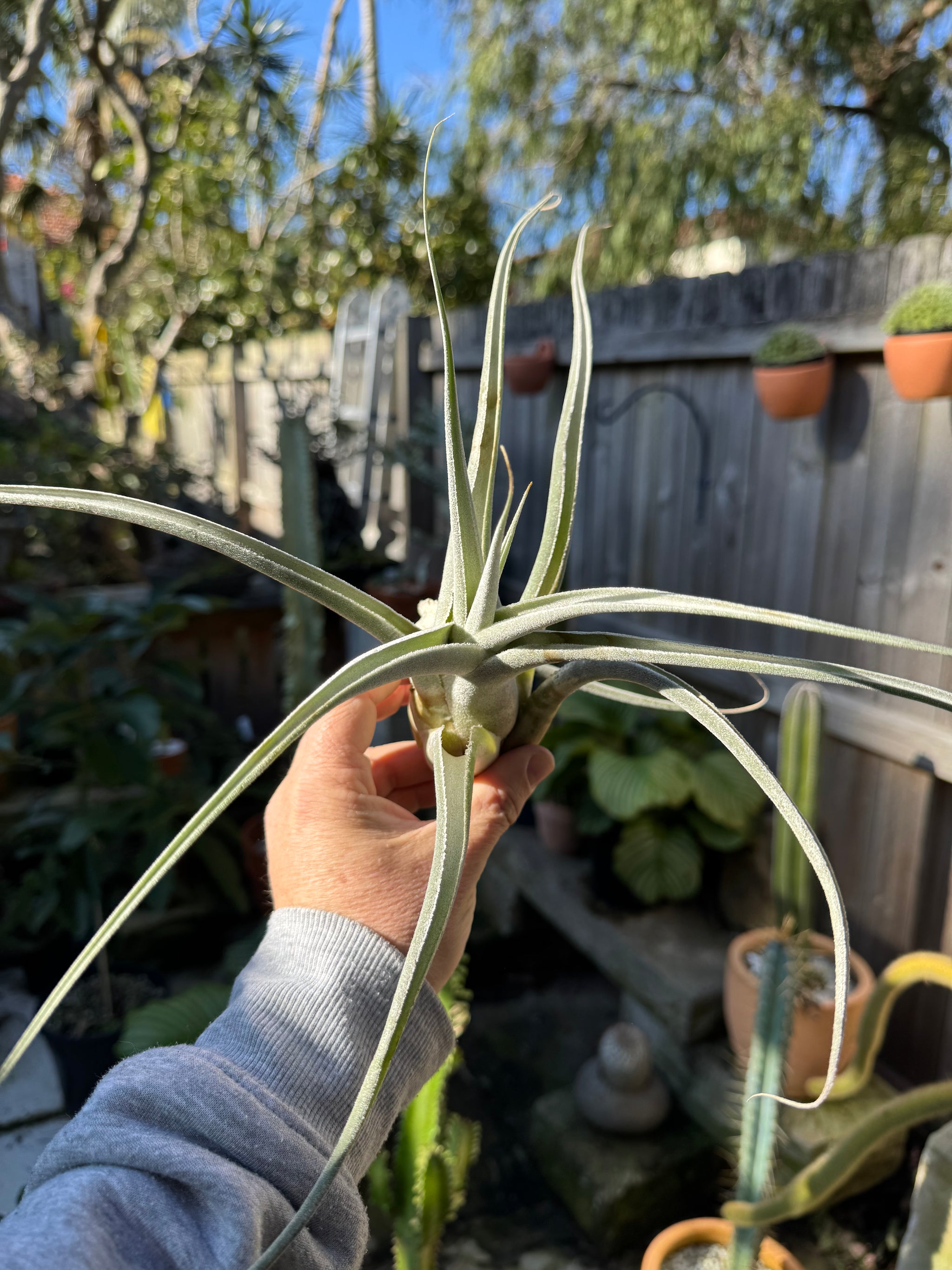 Tillandsia ehlersiana