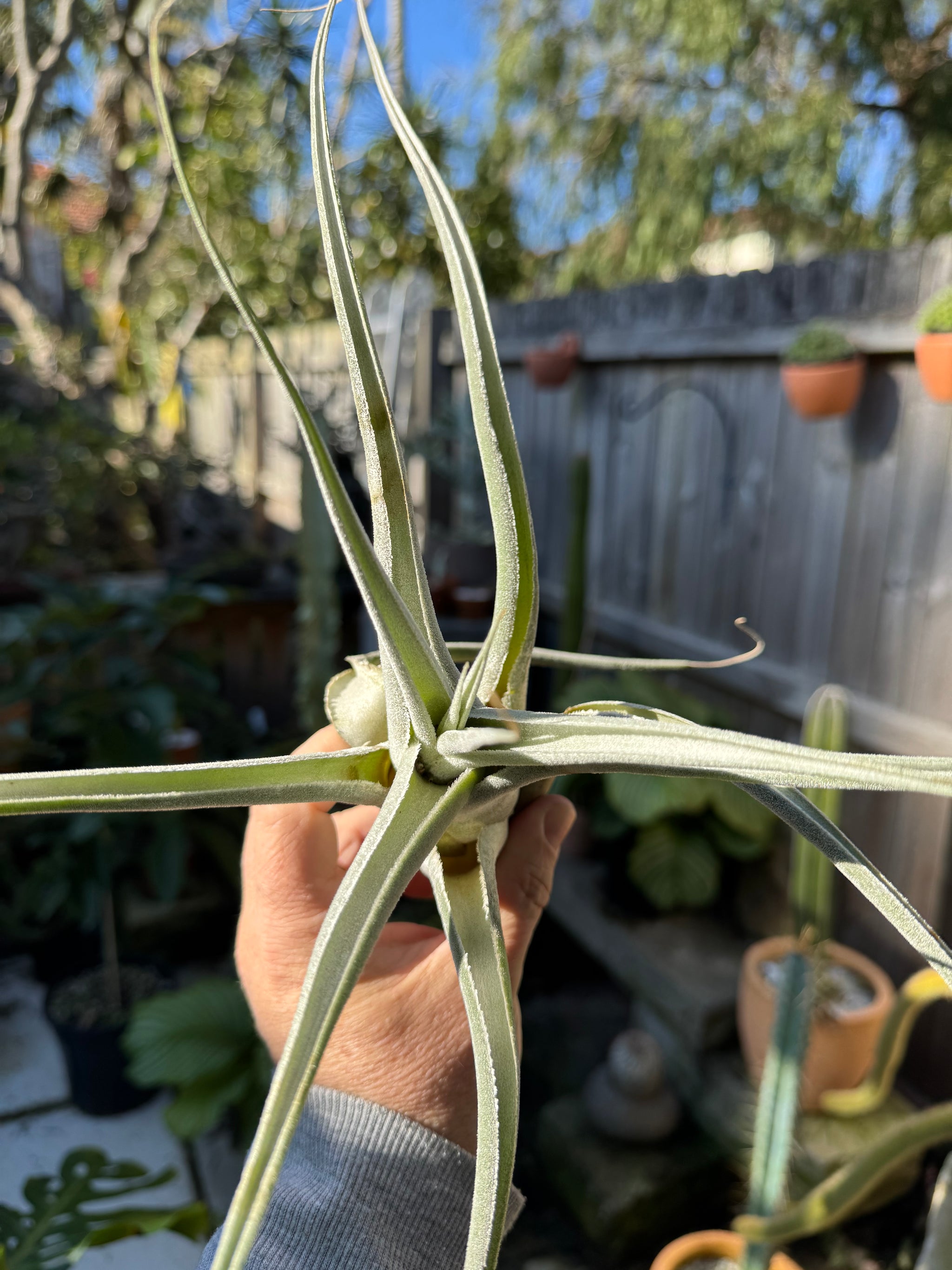 Tillandsia ehlersiana