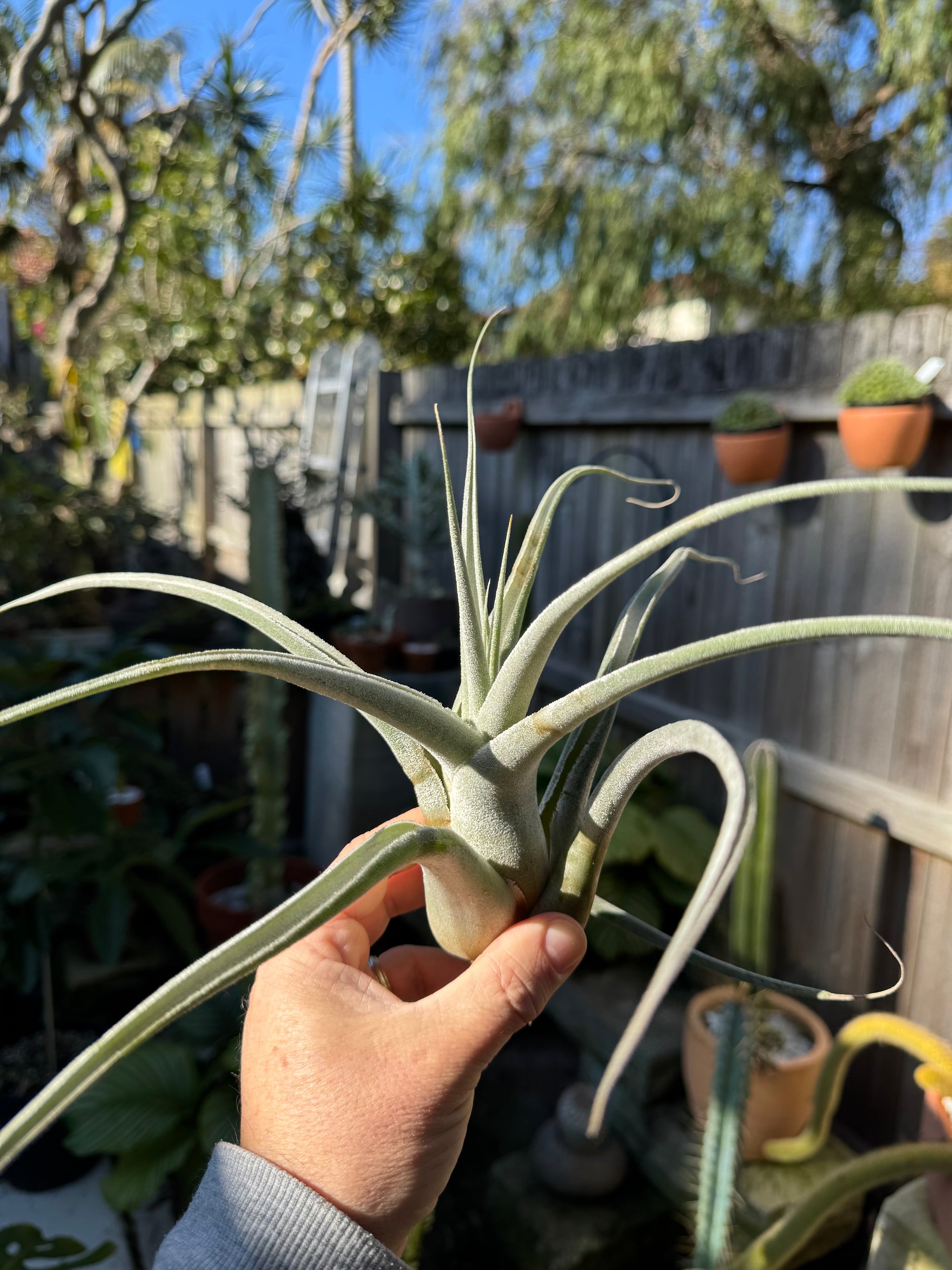 Tillandsia ehlersiana