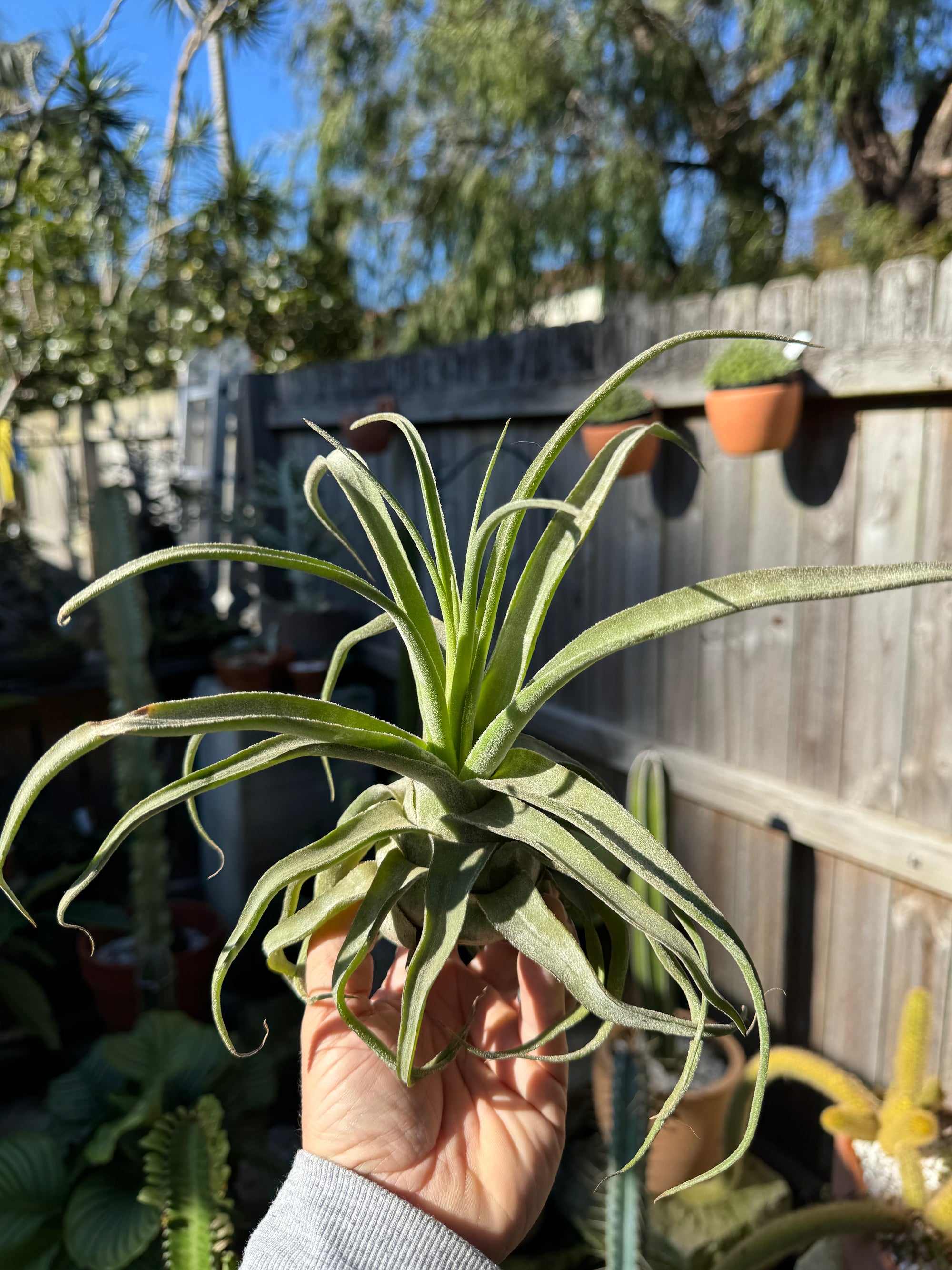 Tillandsia diguetii - Plant A