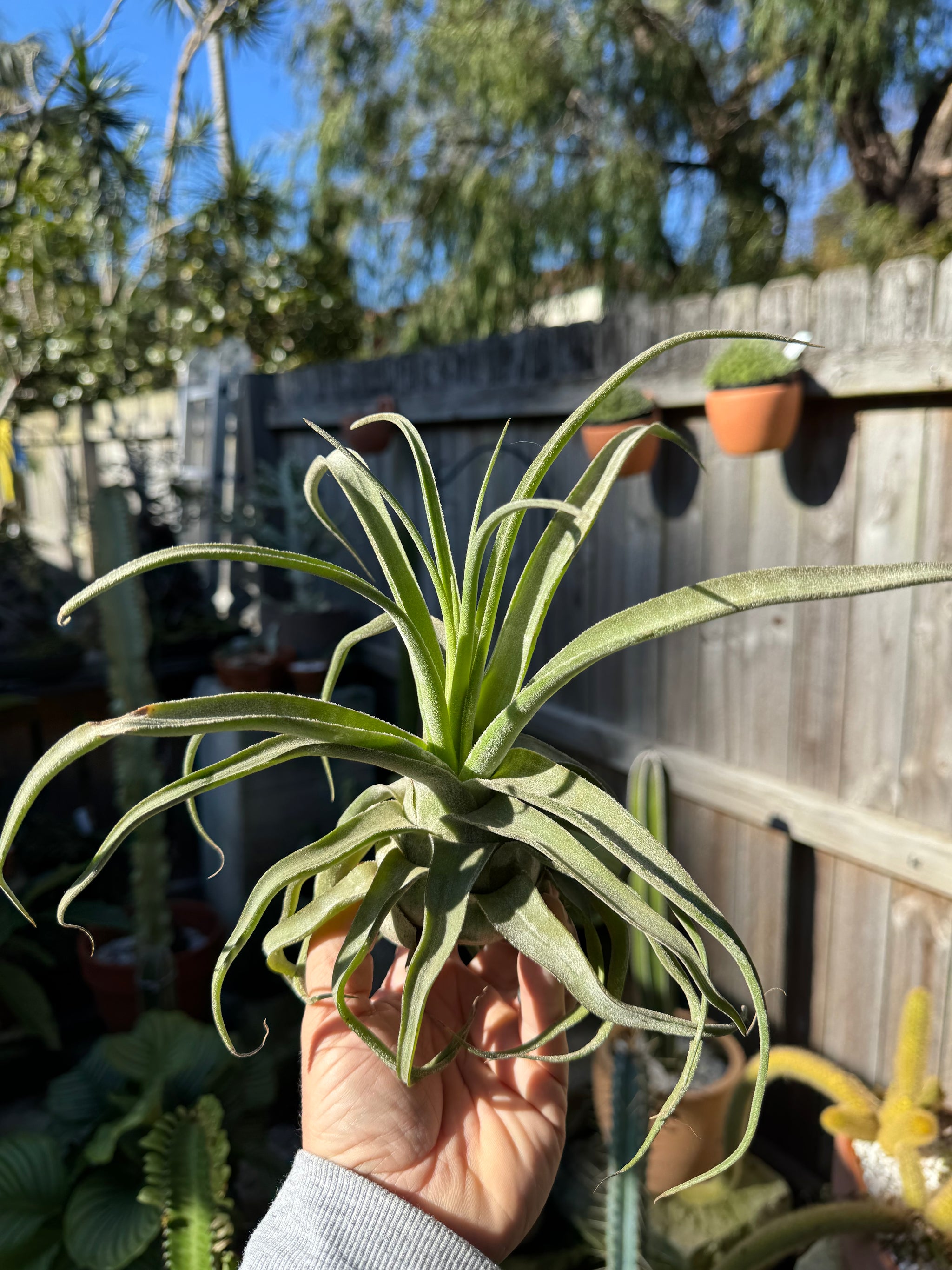 Tillandsia diguetii - Plant A