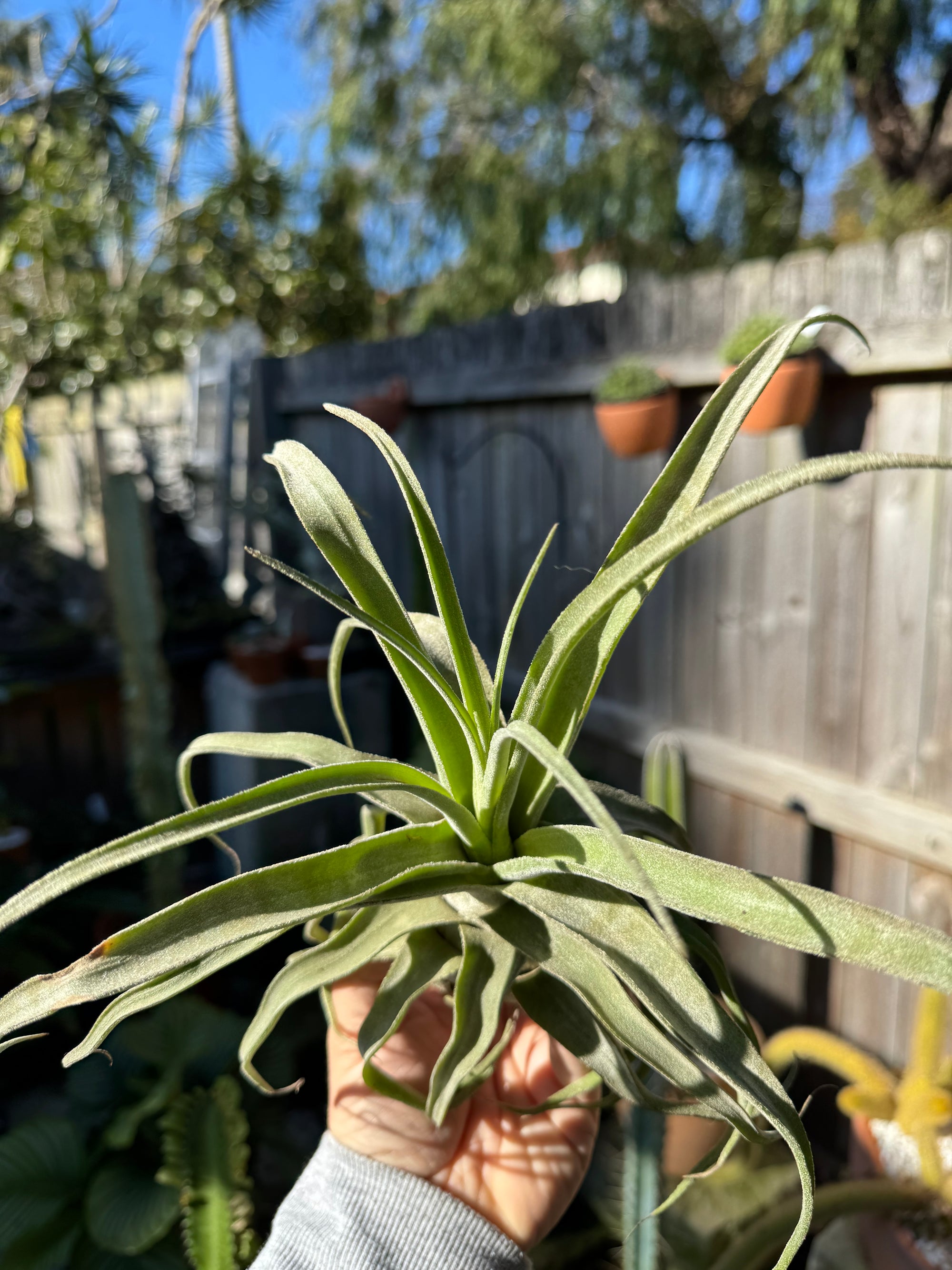 Tillandsia diguetii - Plant A