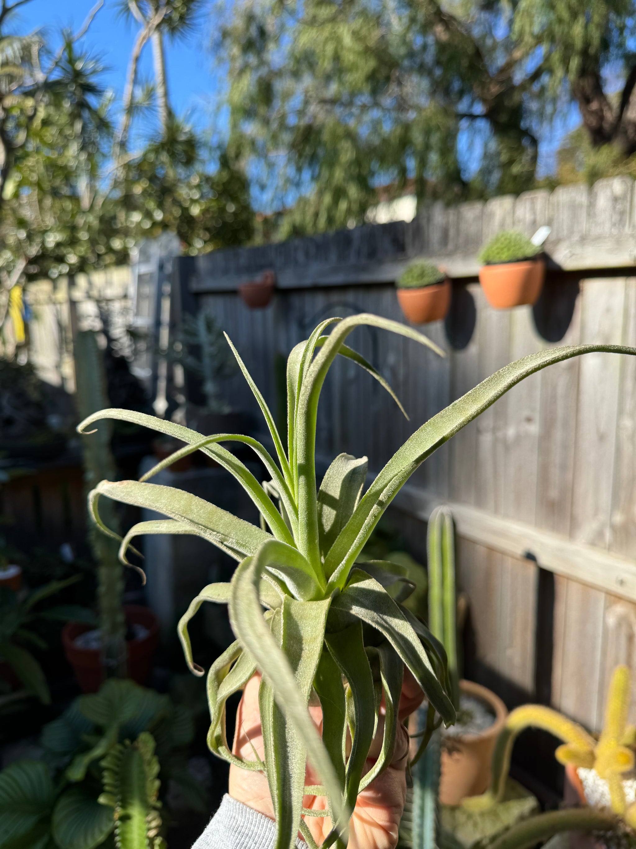 Tillandsia diguetii - Plant A