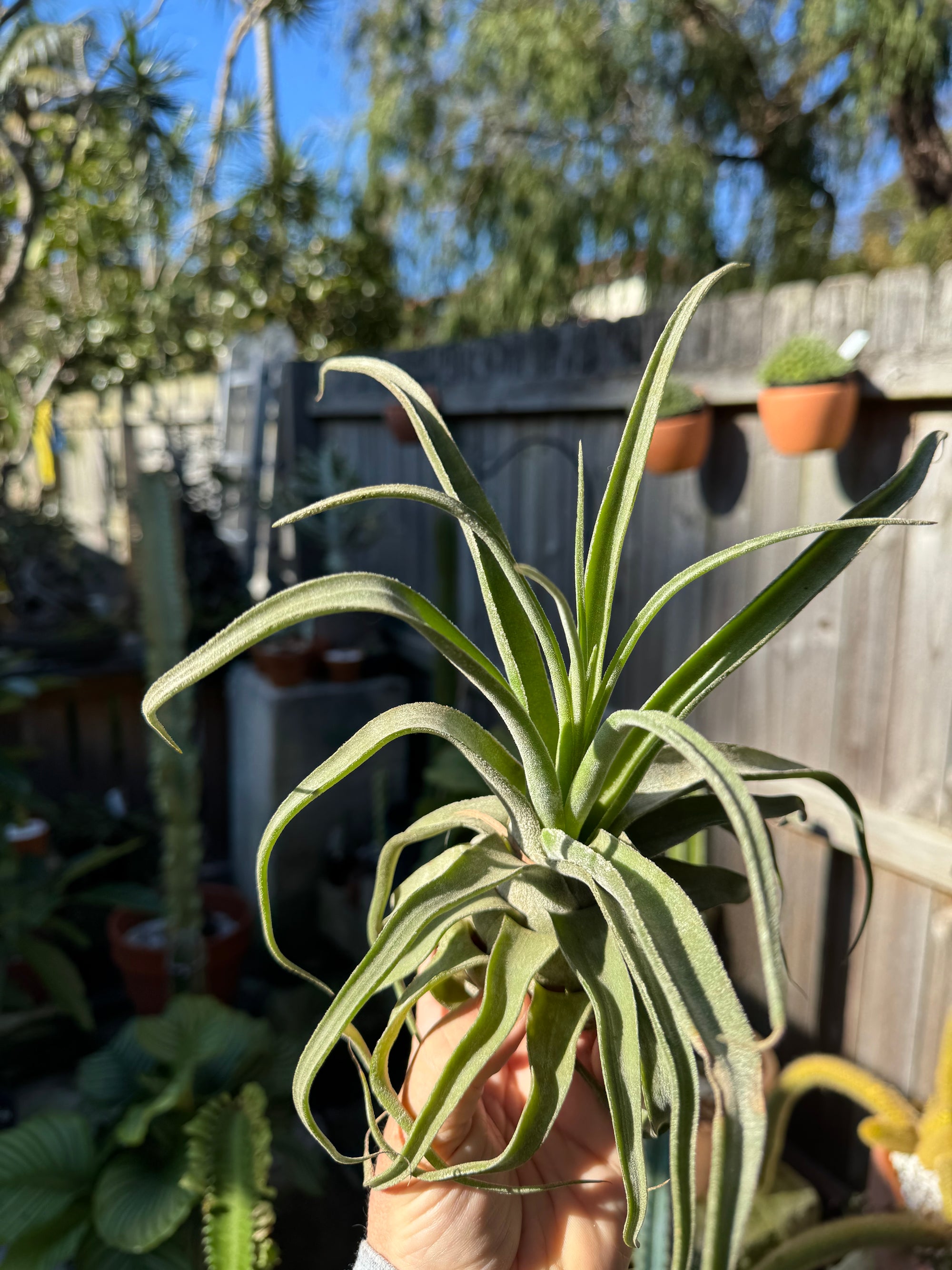Tillandsia diguetii - Plant A