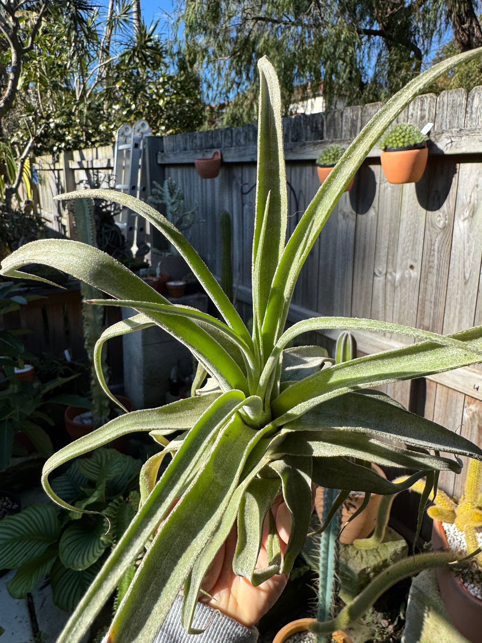 Tillandsia diguetii - Plant A