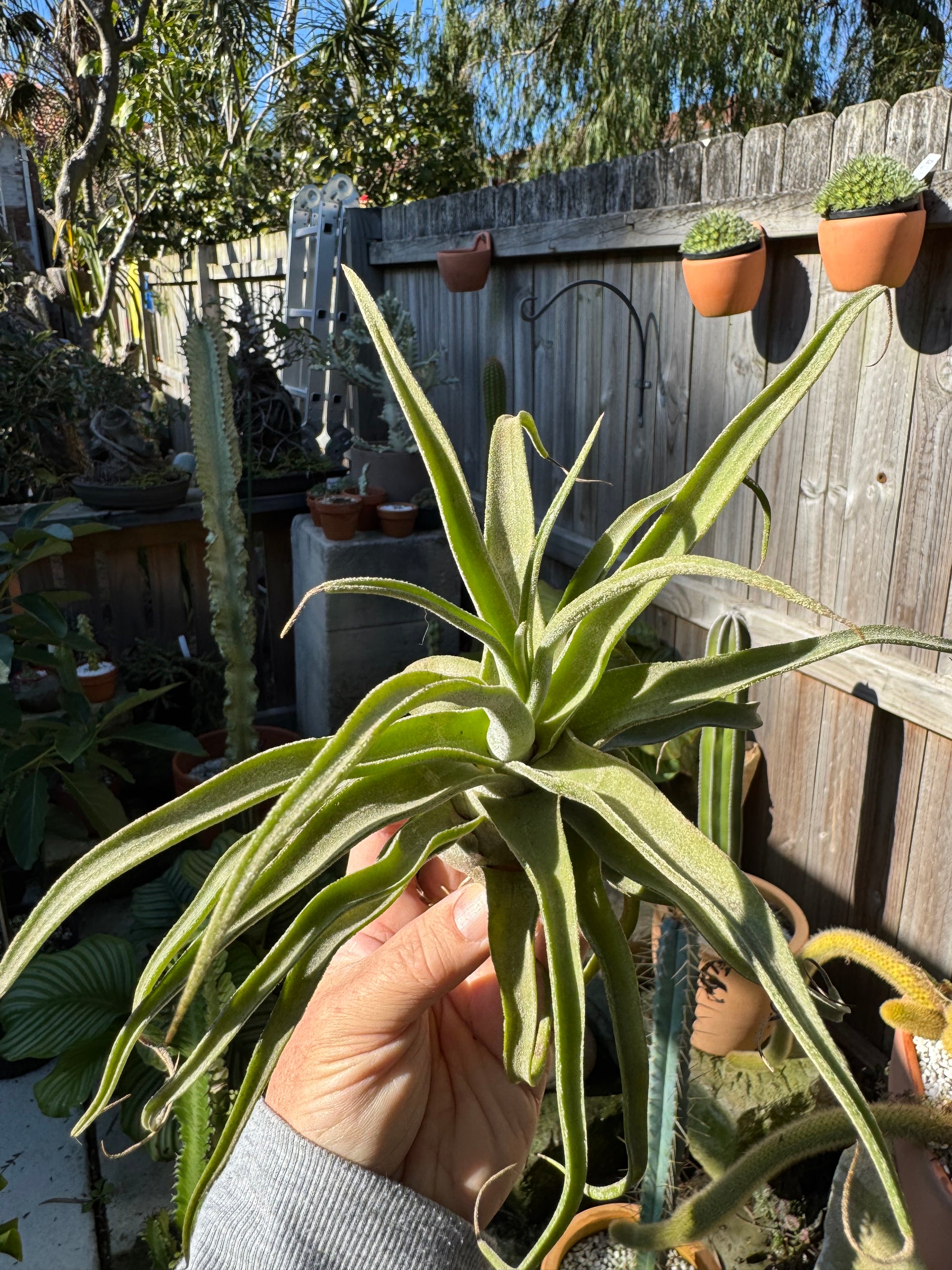 Tillandsia diguetii - Plant A