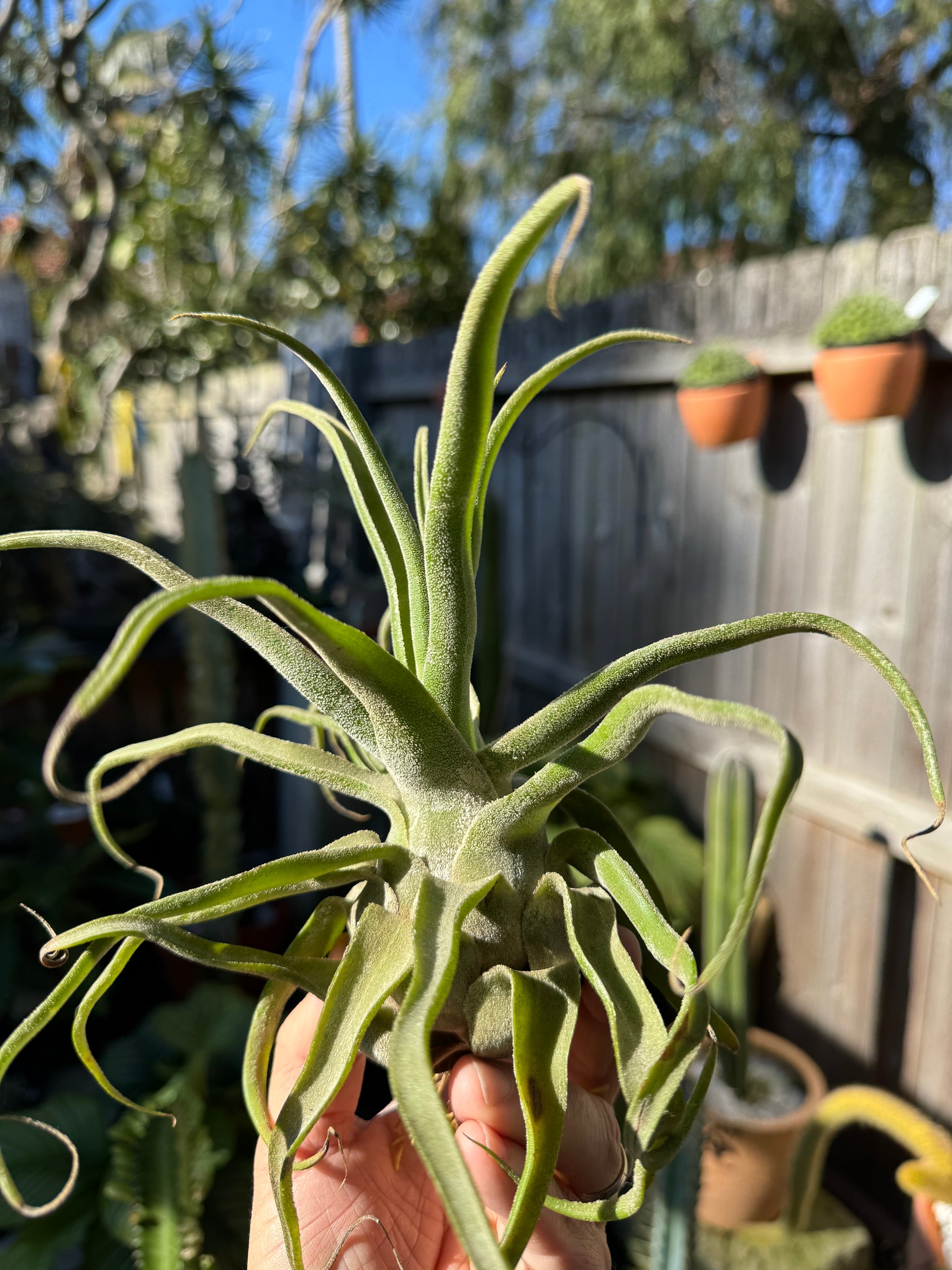 Tillandsia diguetii - Plant A