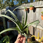 Tillandsia ehlersiana - Plant B