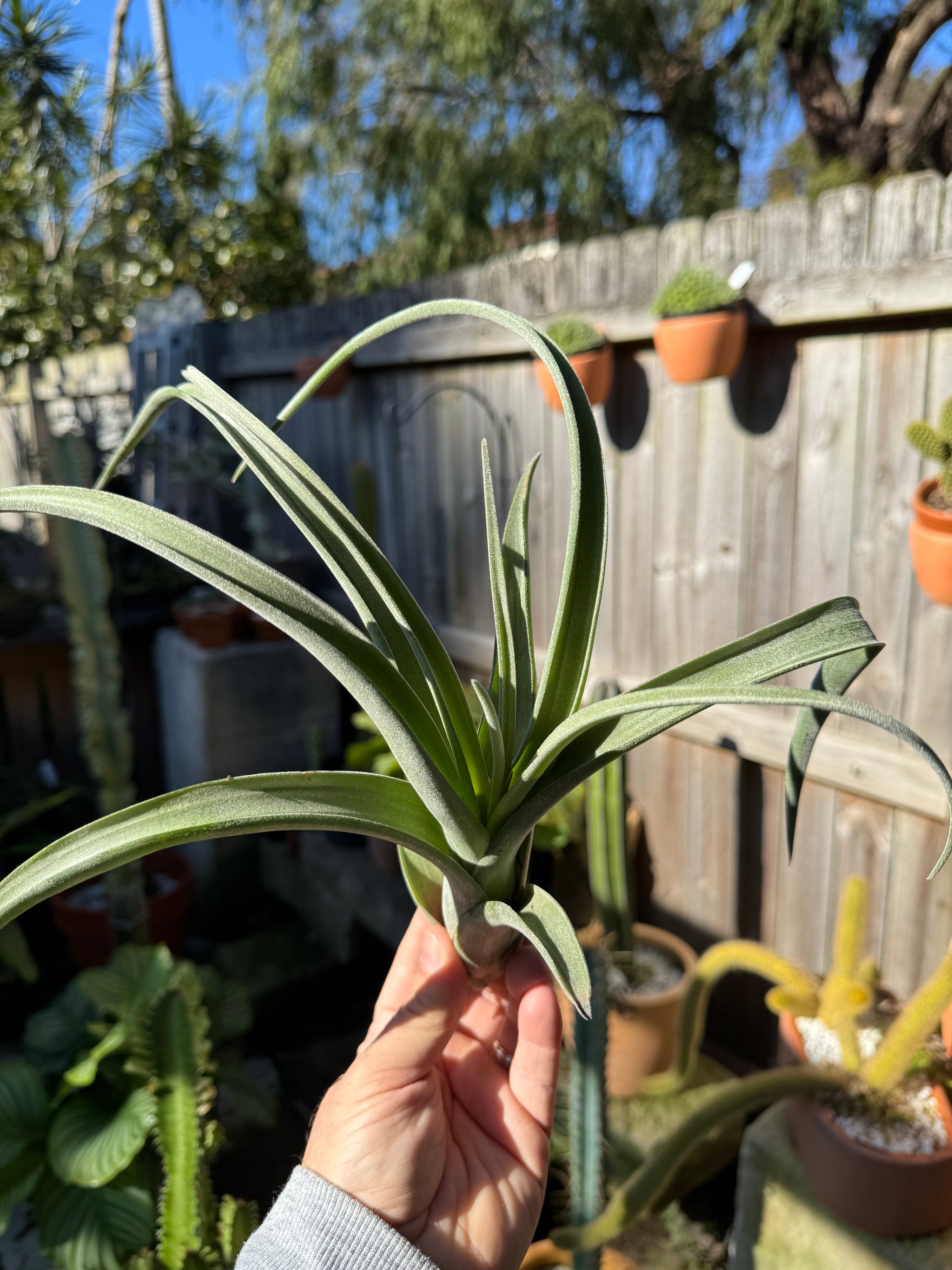 Tillandsia ehlersiana - Plant B
