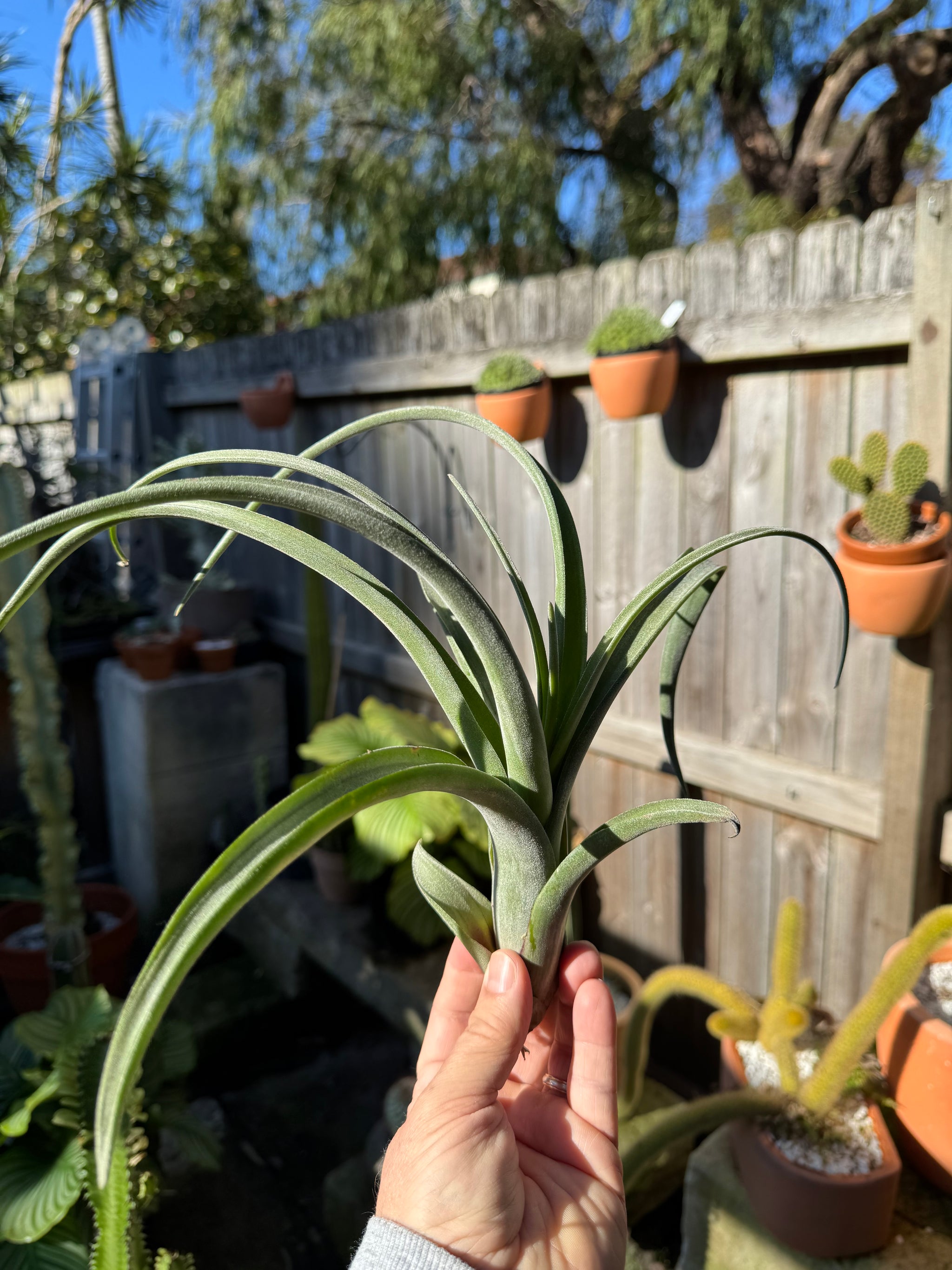 Tillandsia ehlersiana - Plant B