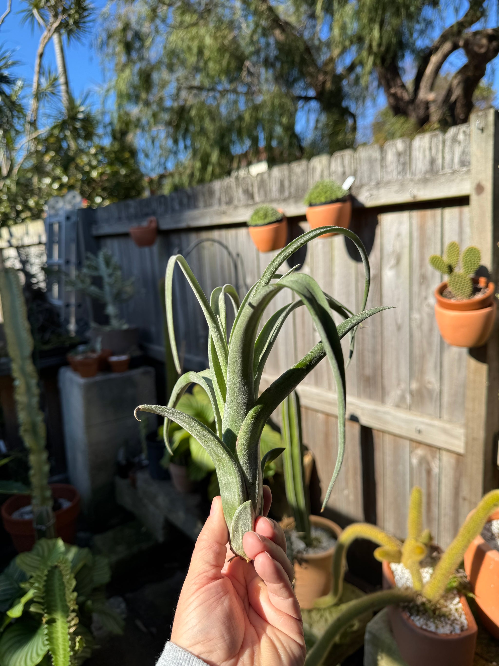 Tillandsia ehlersiana - Plant B