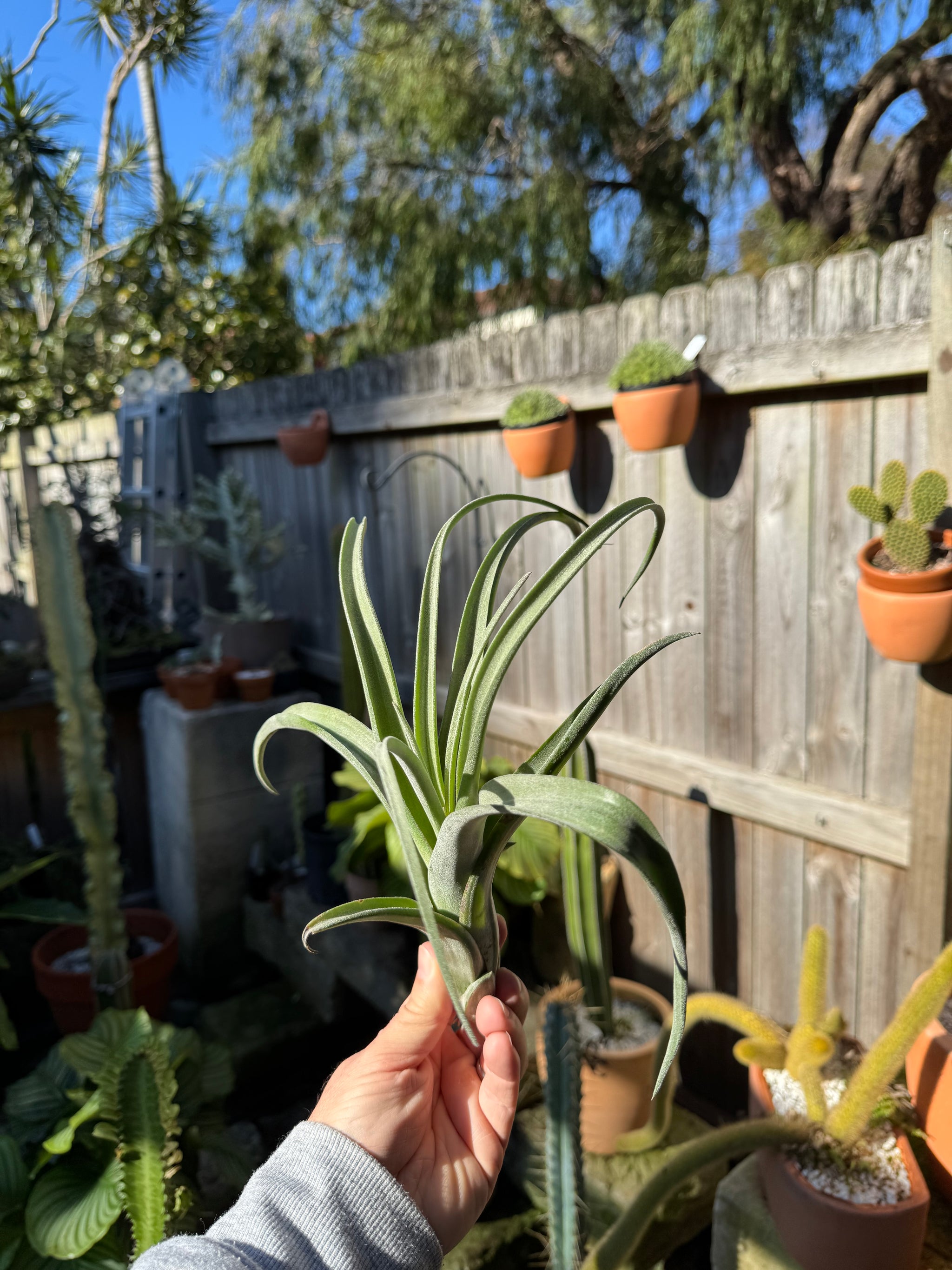 Tillandsia ehlersiana - Plant B