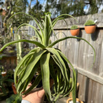 Tillandsia diguetii - Plant B