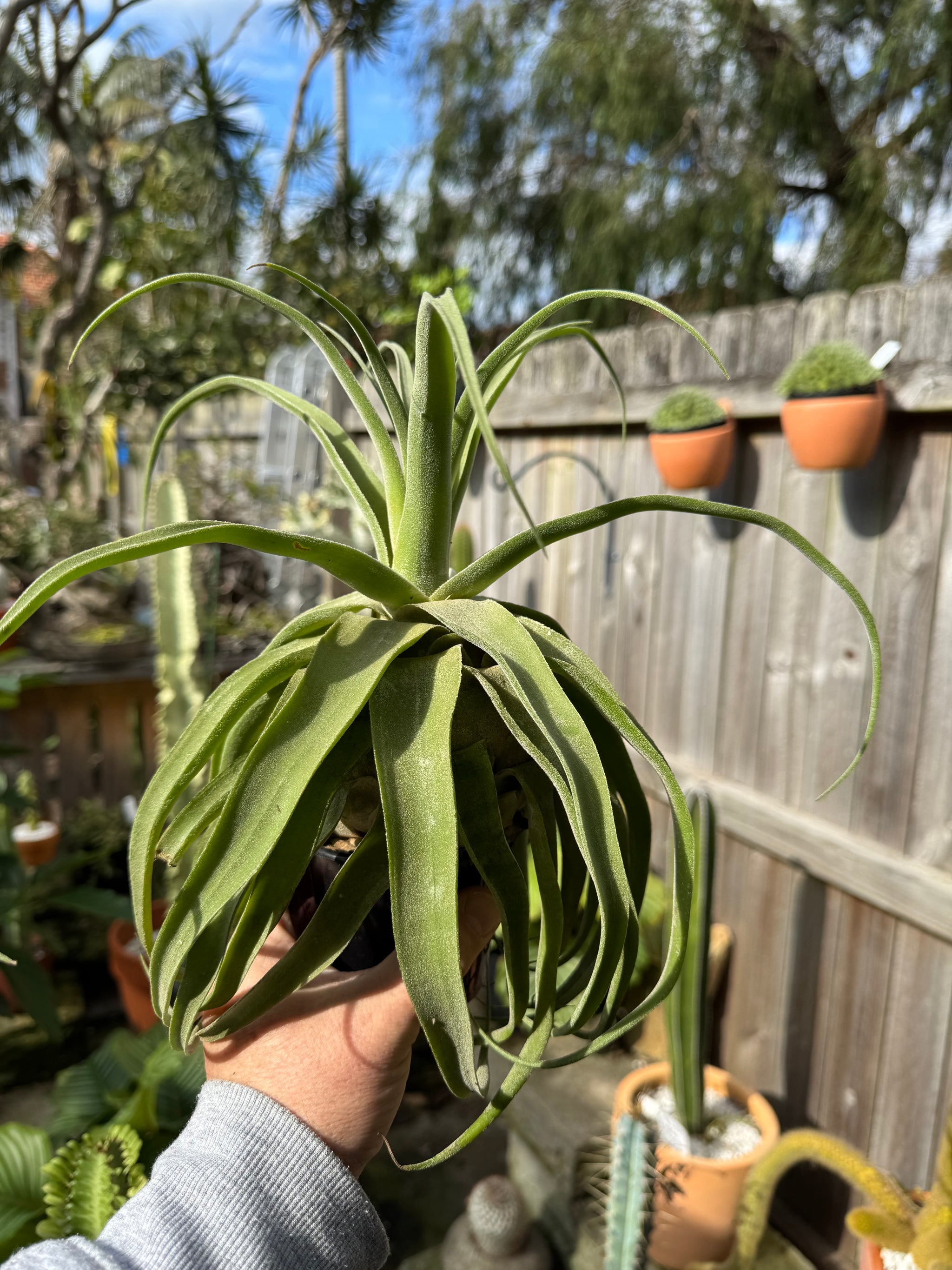 Tillandsia diguetii - Plant B