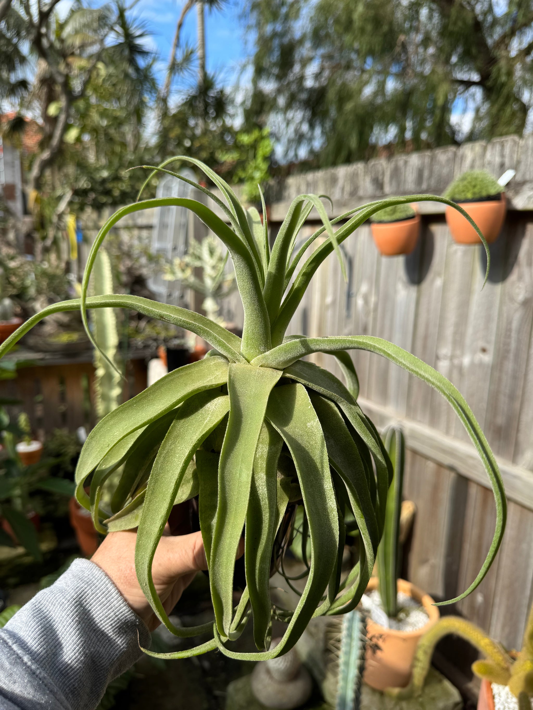 Tillandsia diguetii - Plant B