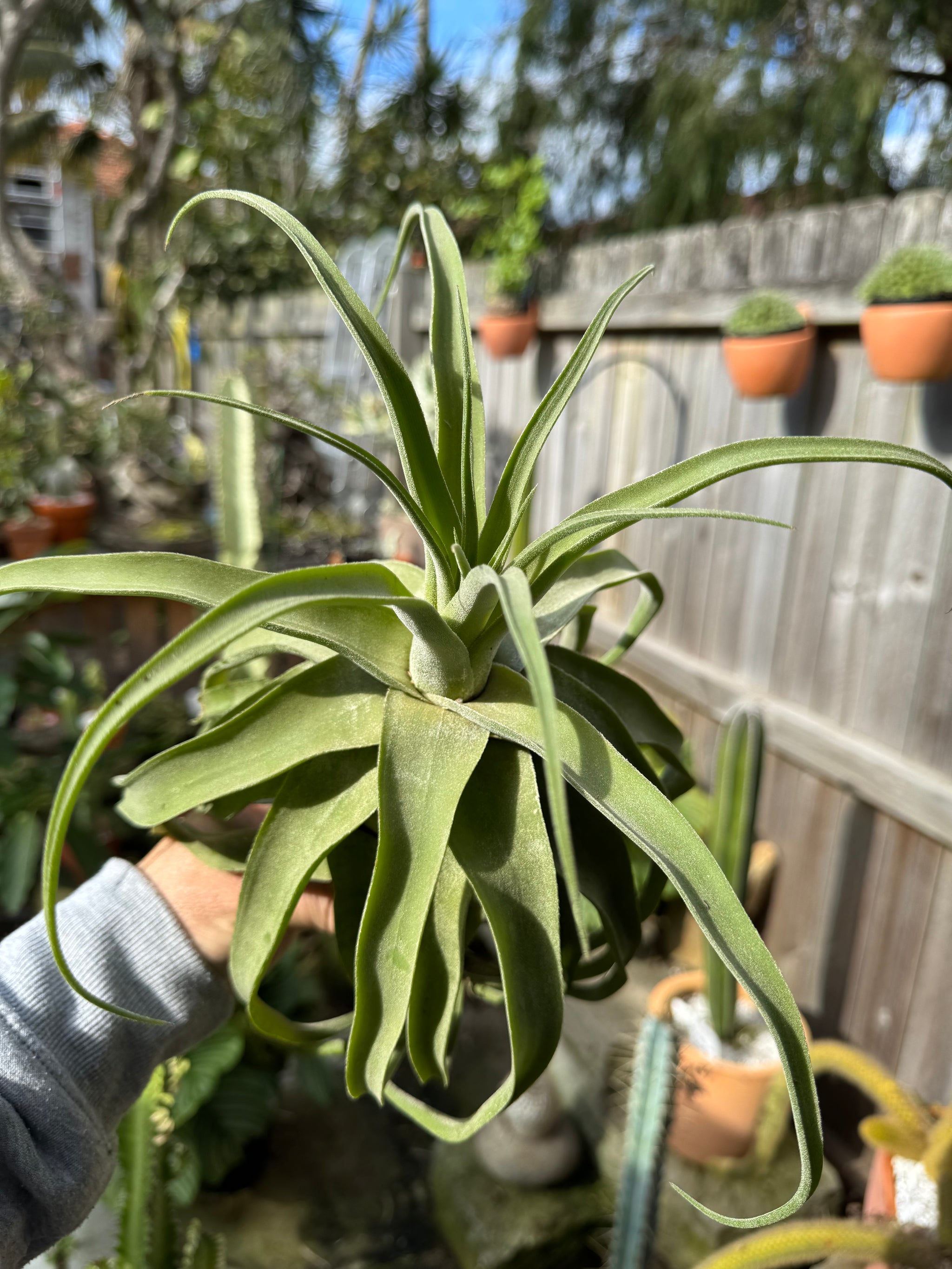 Tillandsia diguetii - Plant B
