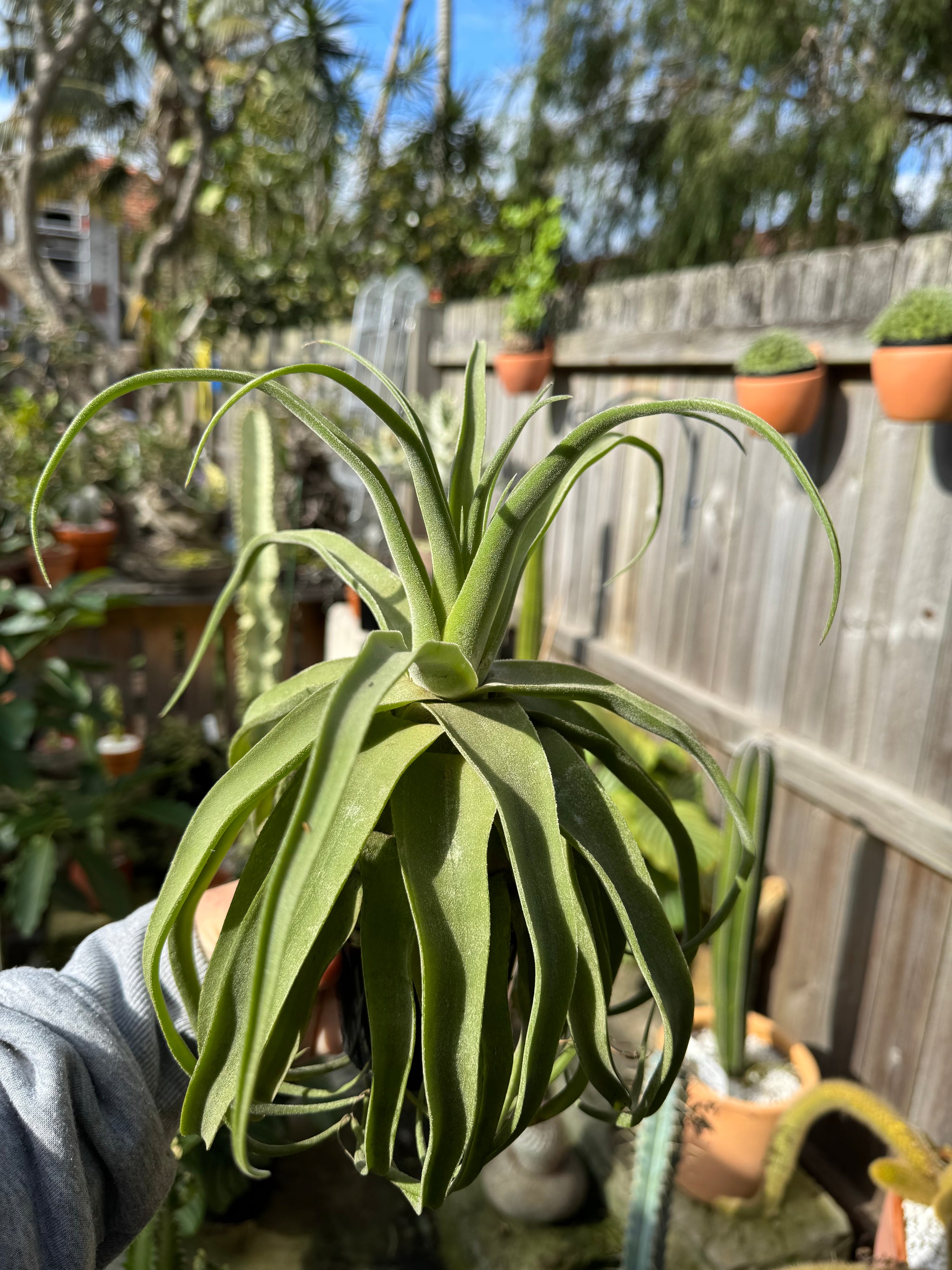 Tillandsia diguetii - Plant B