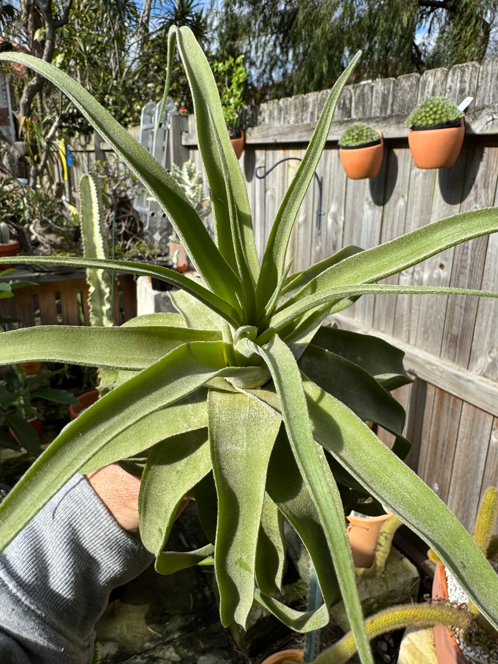 Tillandsia diguetii - Plant B