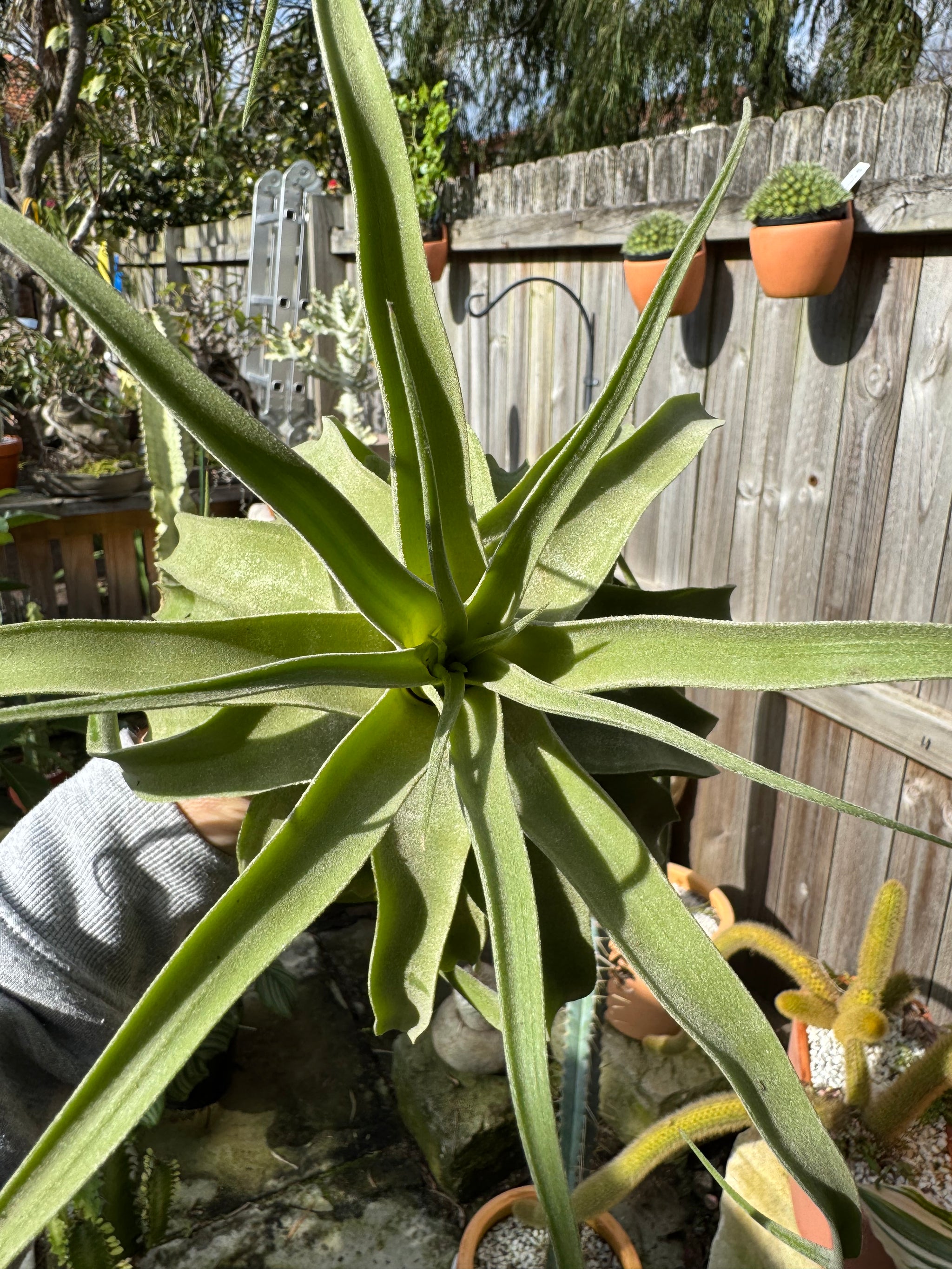 Tillandsia diguetii - Plant B