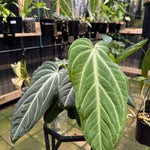 Anthurium villenaorum