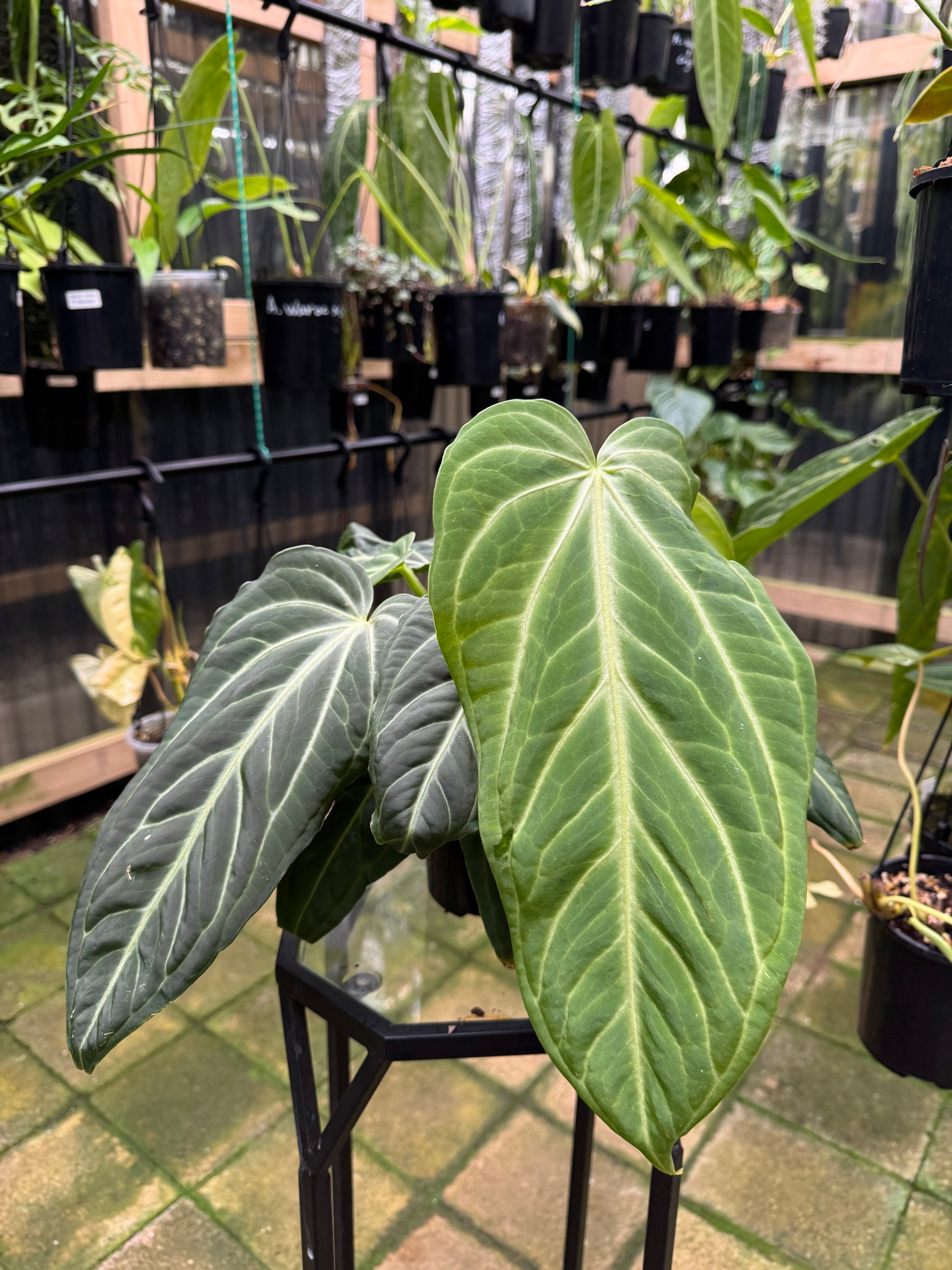 Anthurium villenaorum