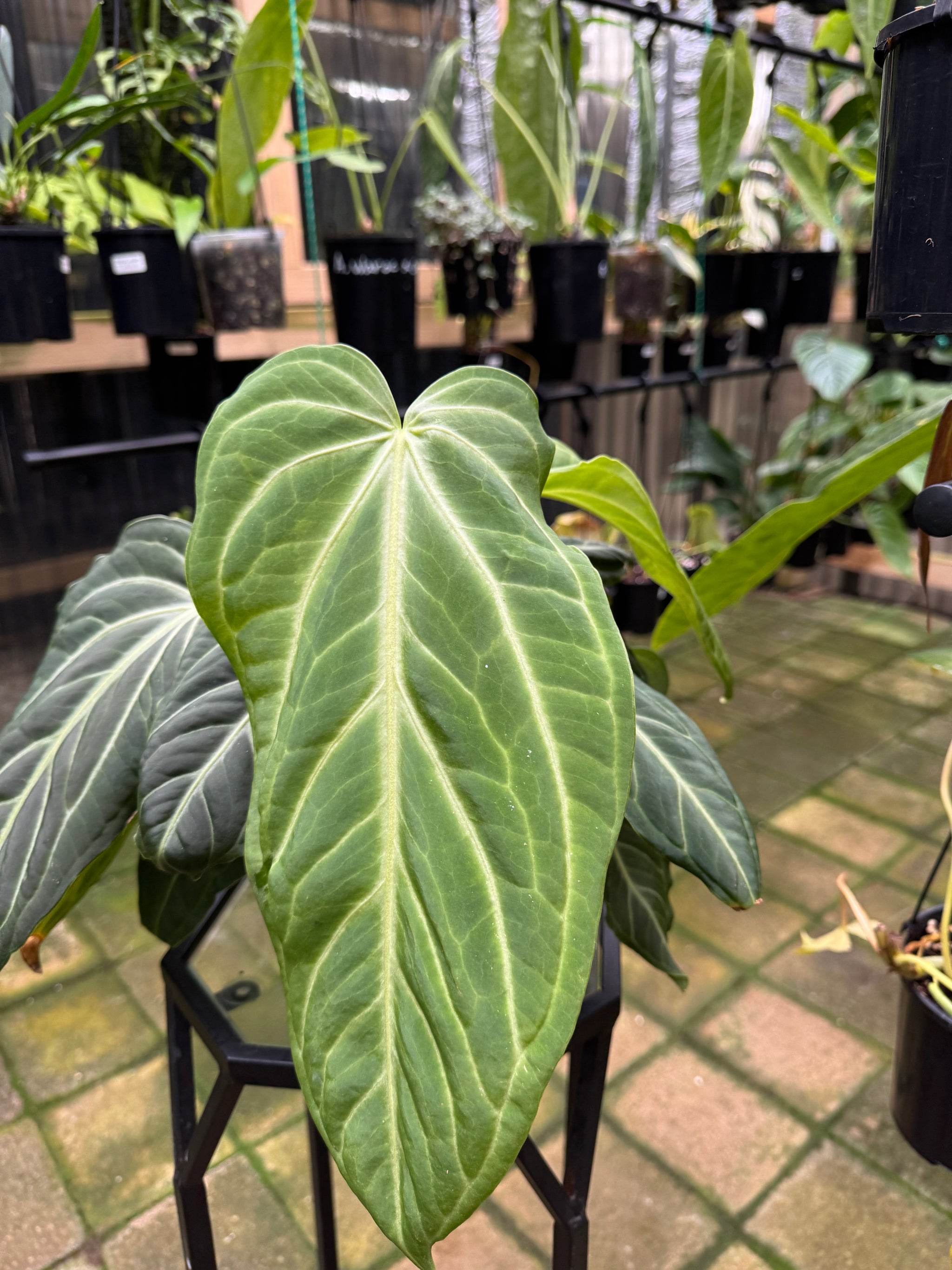 Anthurium villenaorum