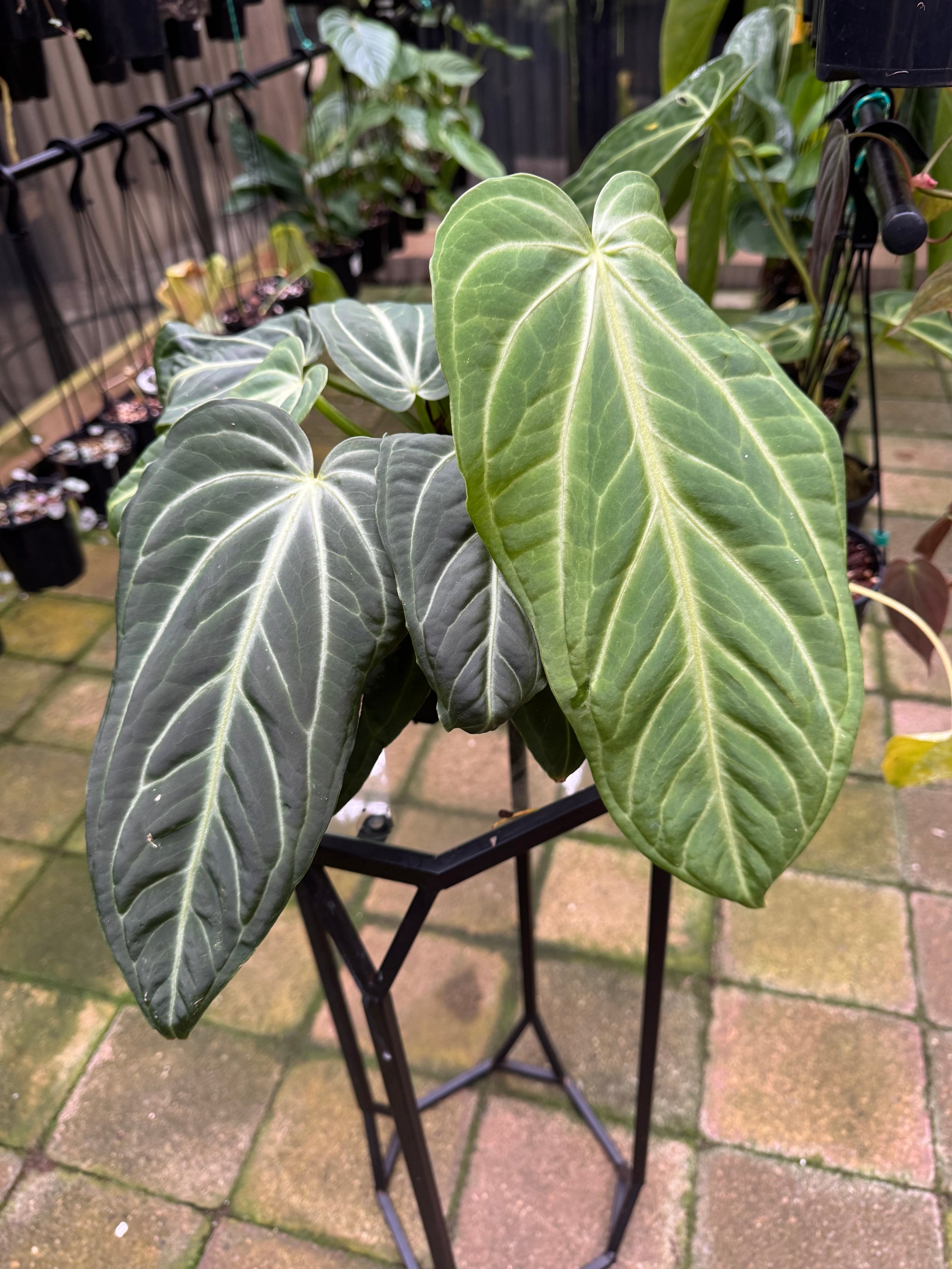 Anthurium villenaorum