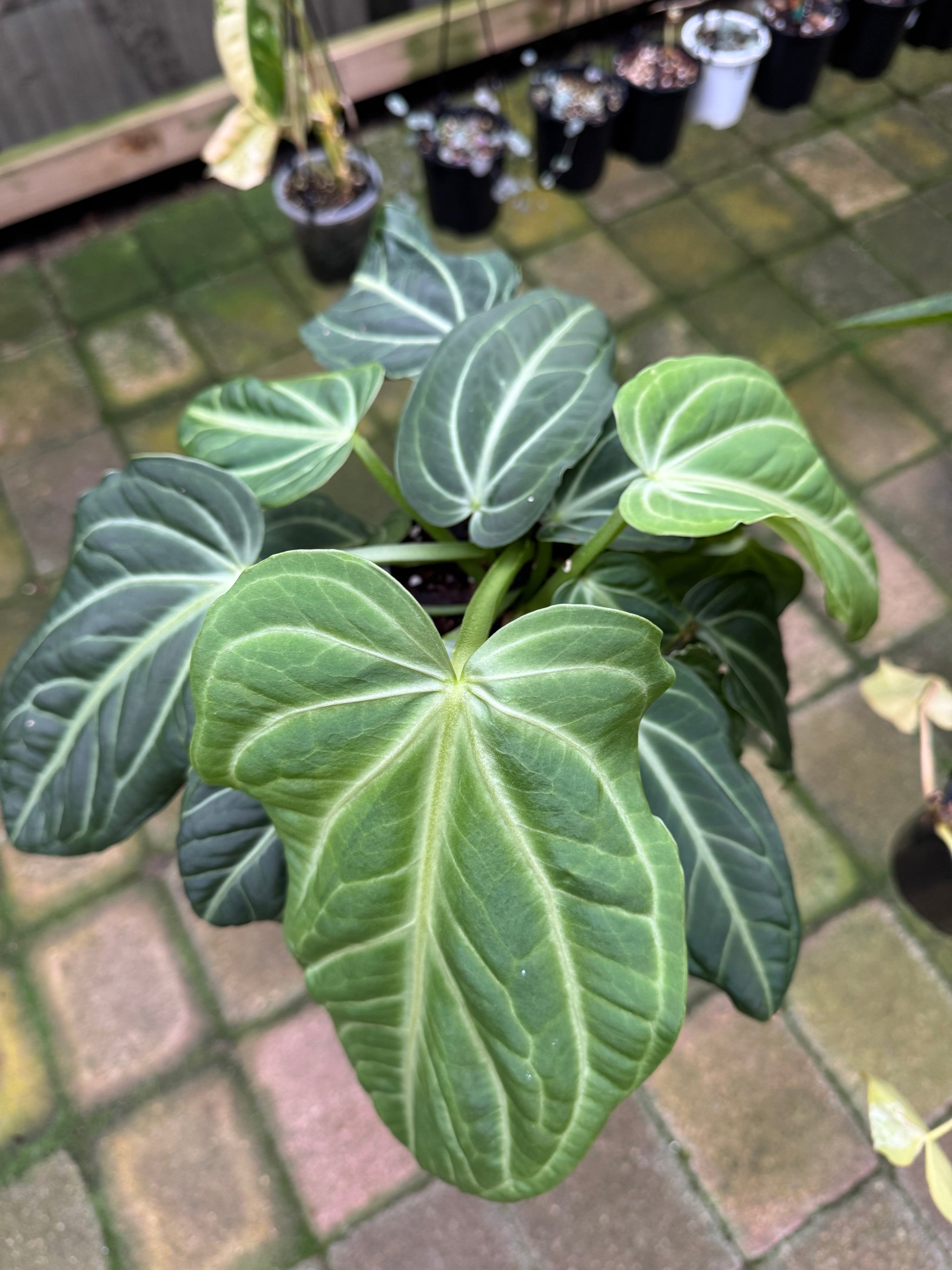 Anthurium villenaorum