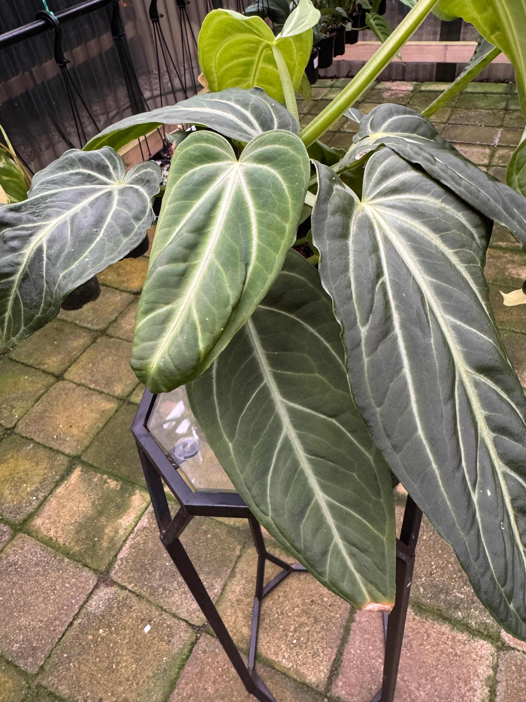 Anthurium villenaorum