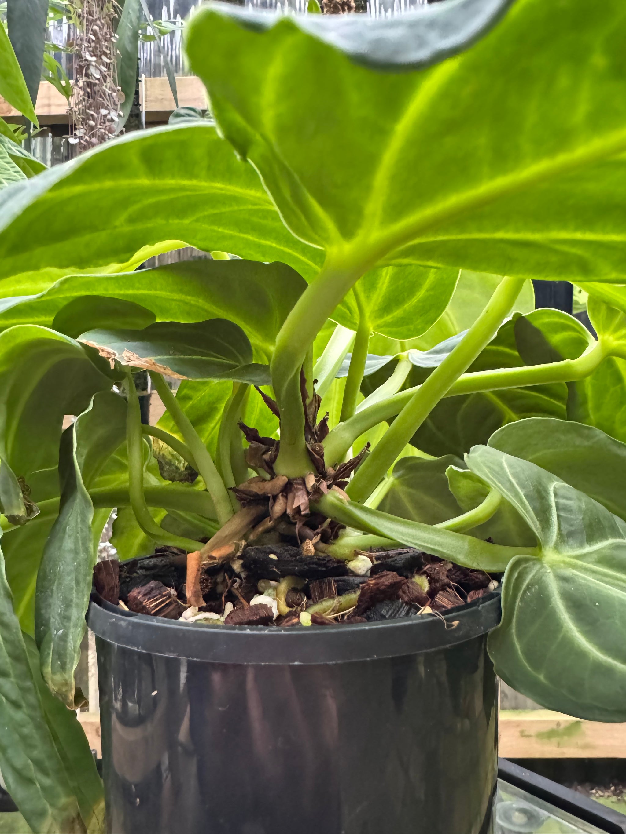 Anthurium villenaorum